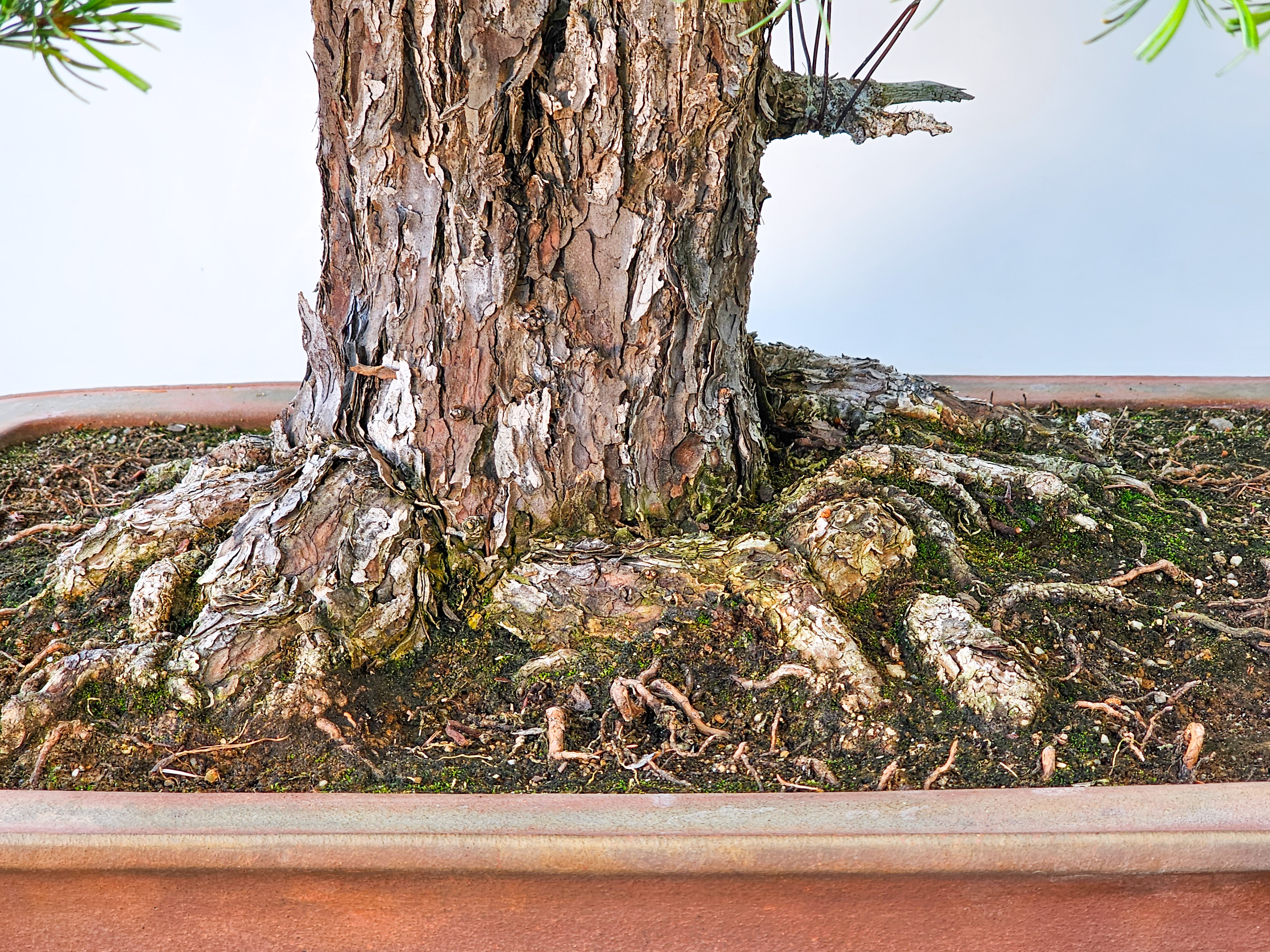 Bonsai Mädchenkiefer Pinus parviflora 93 cm Bonsai Mädchenkiefer Pinus parviflora 93 cm