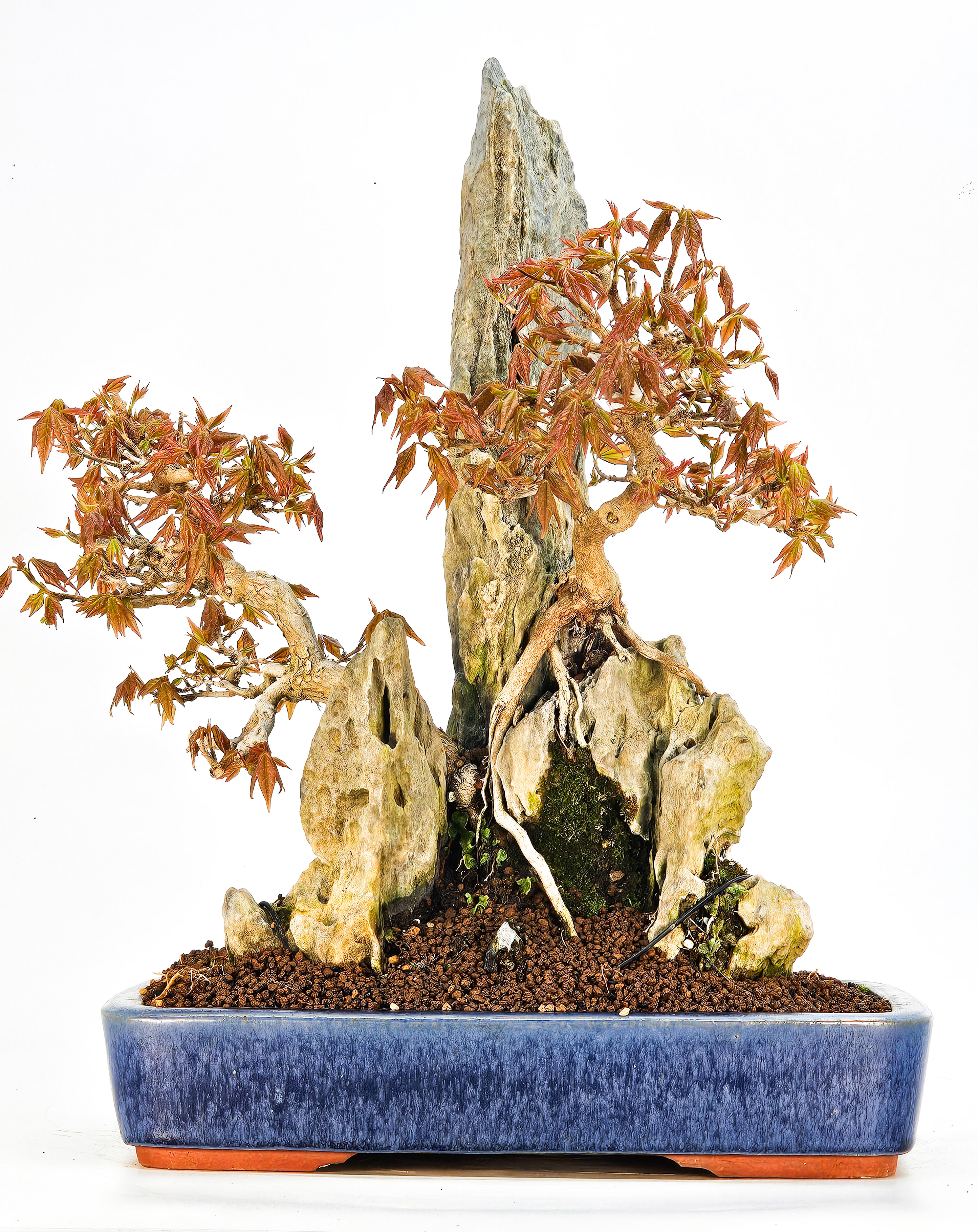 Bonsai Dreispitzahorn - Acer buergerianum Ishizuki 27/36cm