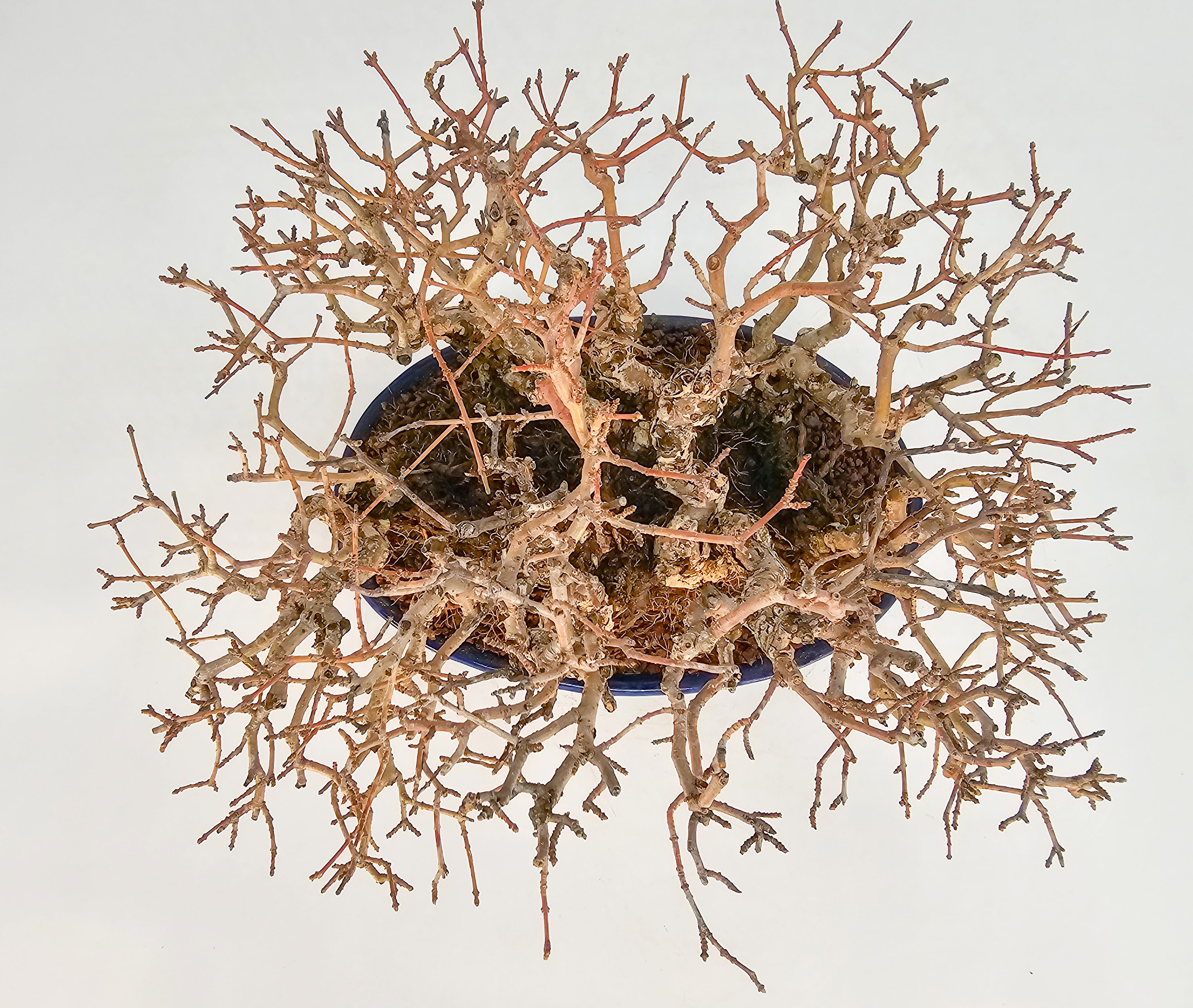 Bonsai Japanischer Liguster - Ligustrum japonicum Shohin 15cm