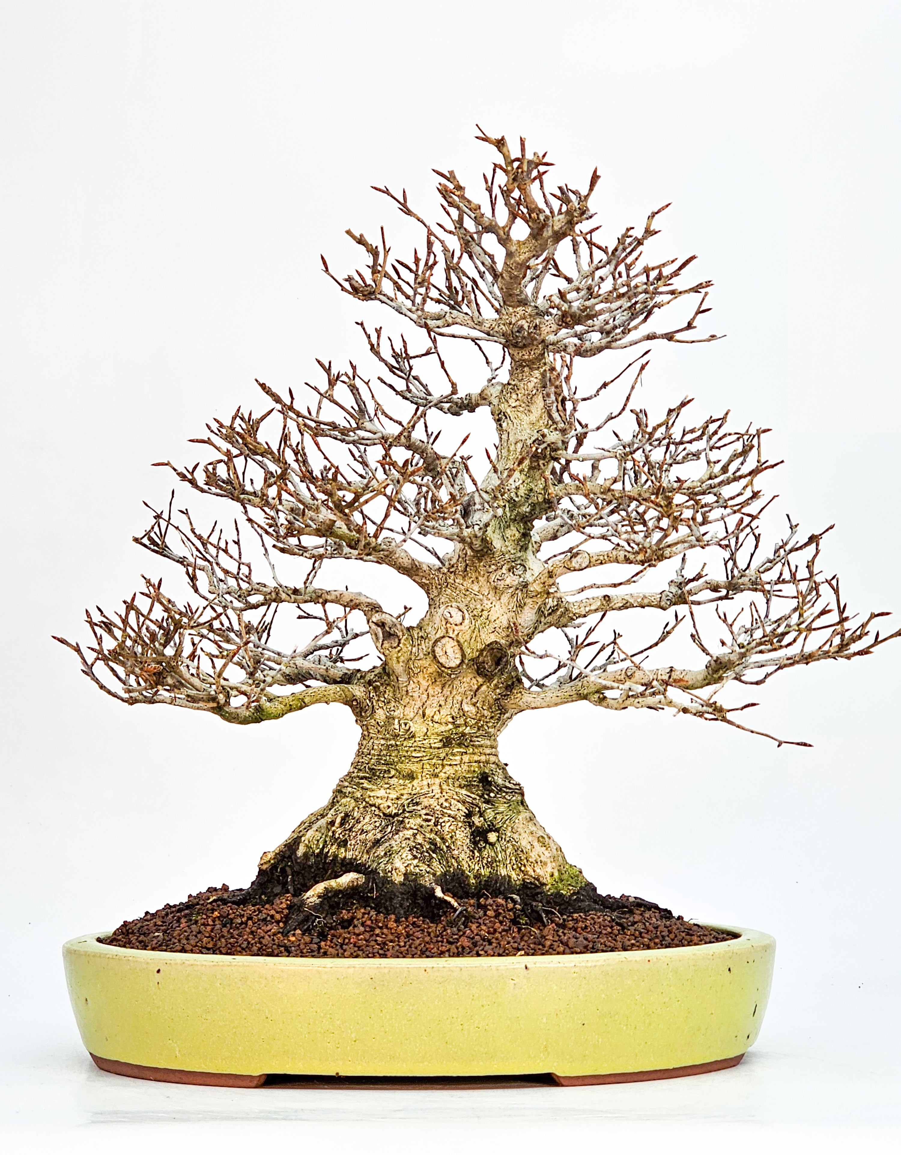 Bonsai Premium Kerbbuche Fagus Crenata - Yorozu-en 33cm