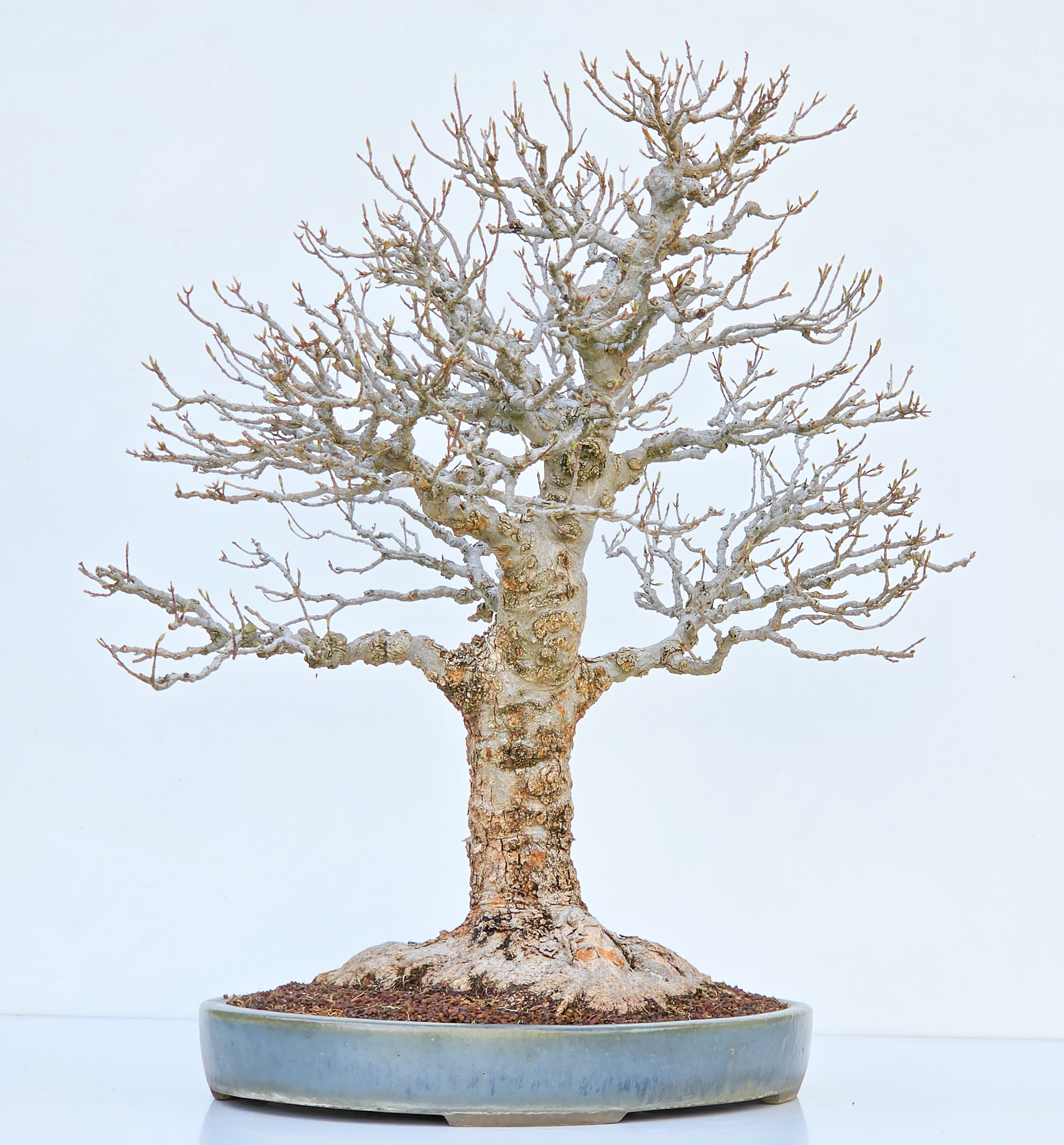 Bonsai Dreispitzahorn  - Acer buergerianum Arakawa 63cm Video!!