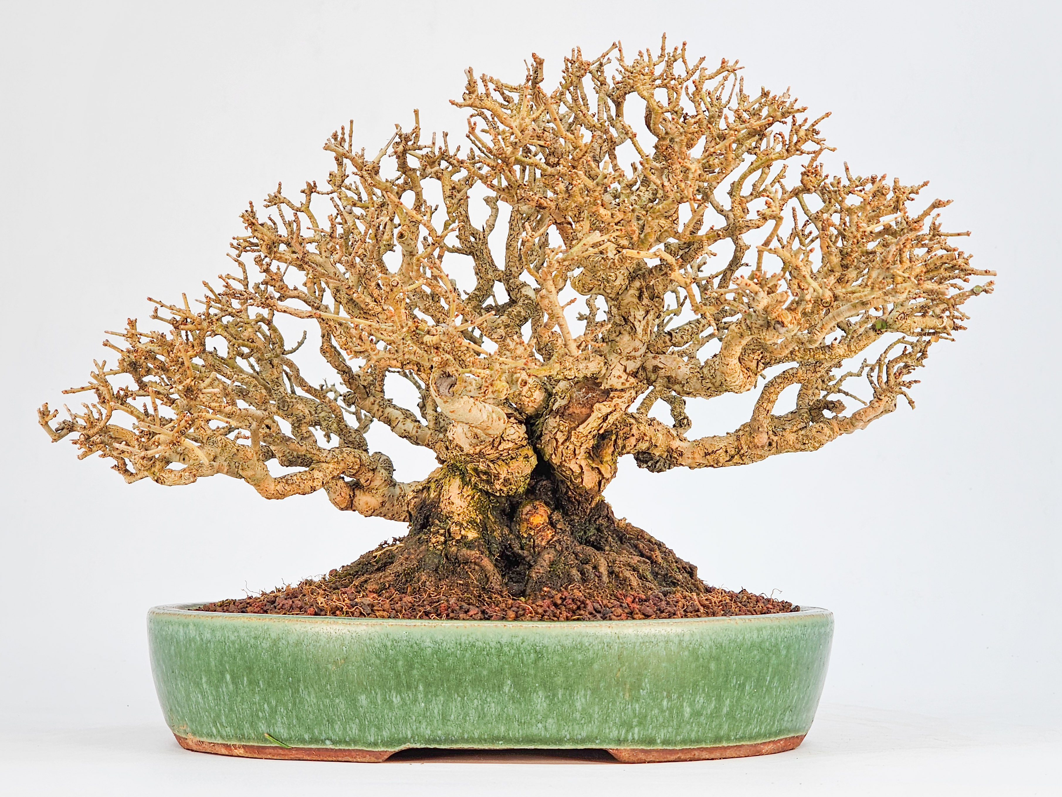 Bonsai Premium Japanischer Liguster - Ligustrum japonicum Shohin 18cm 