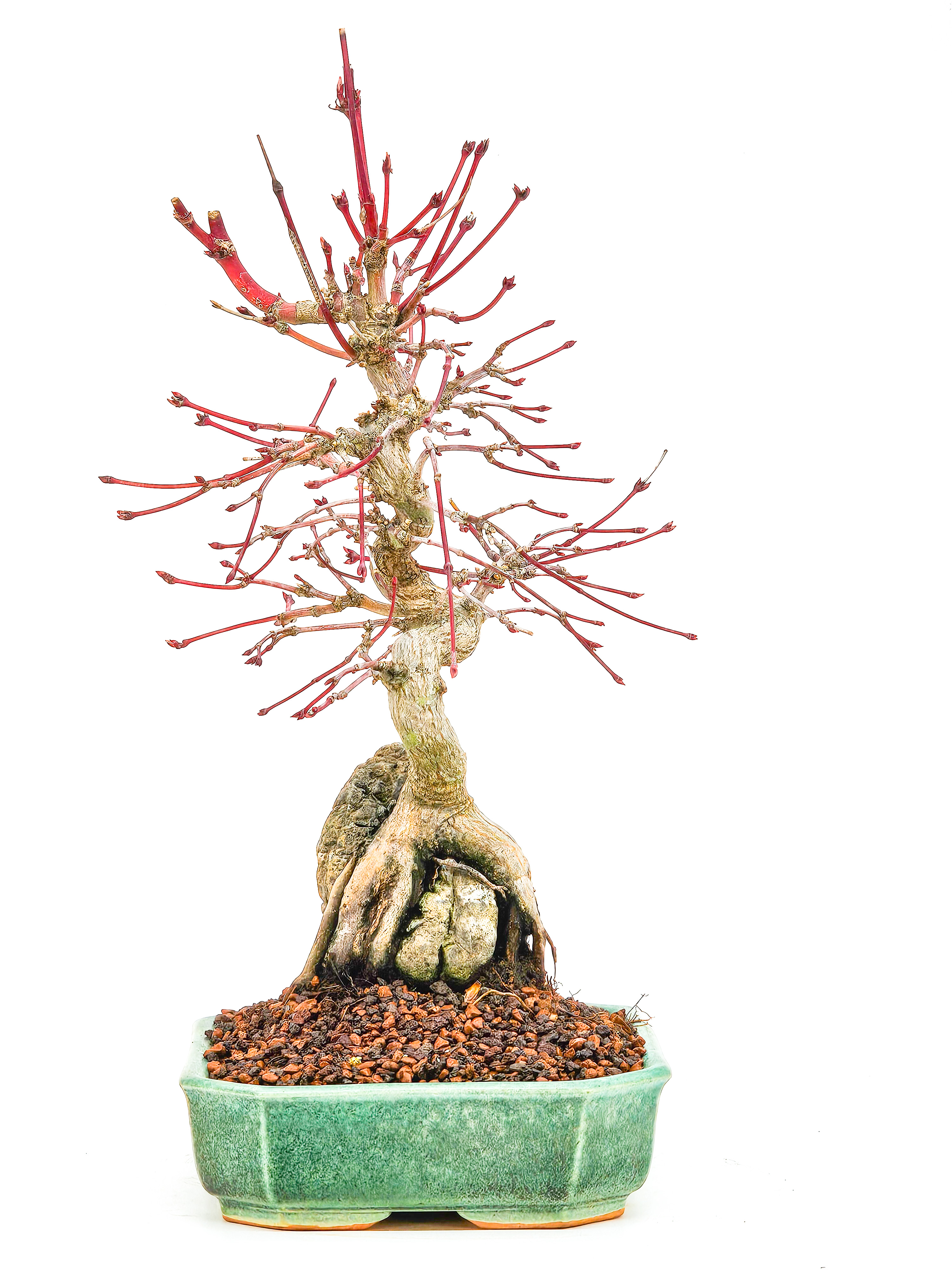Bonsai Fächerahorn - Acer palmatum 27cm   