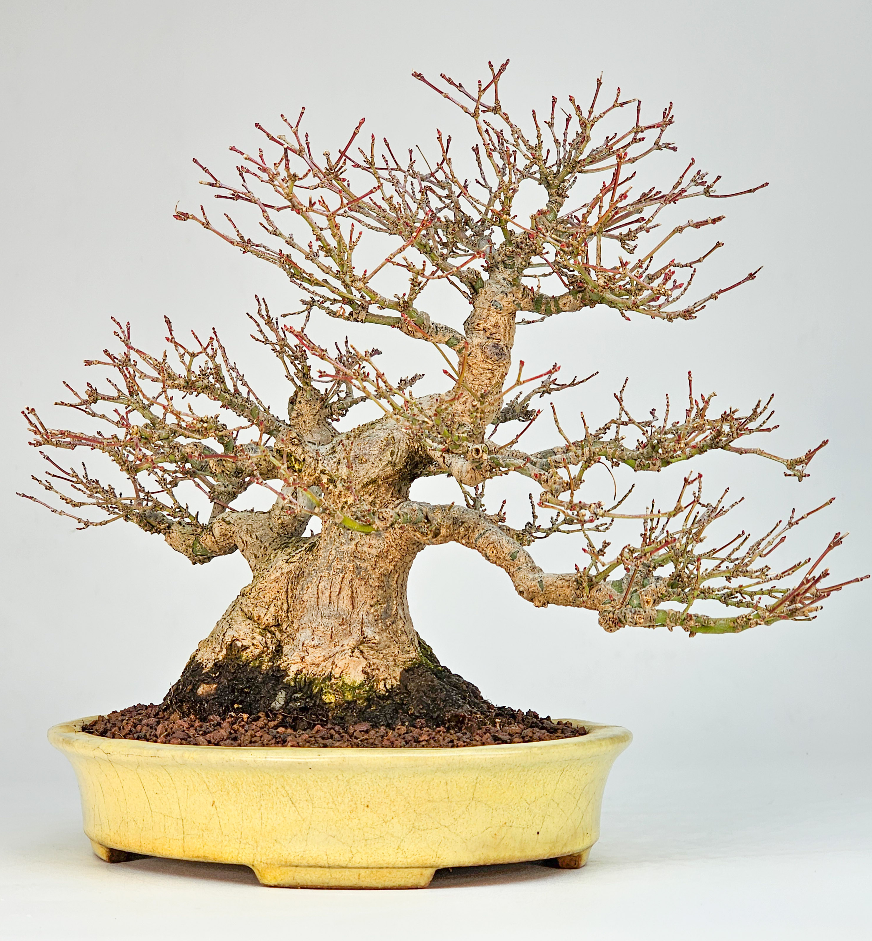Bonsai Premium Fächerahorn - Acer palmatum Shohin 21cm