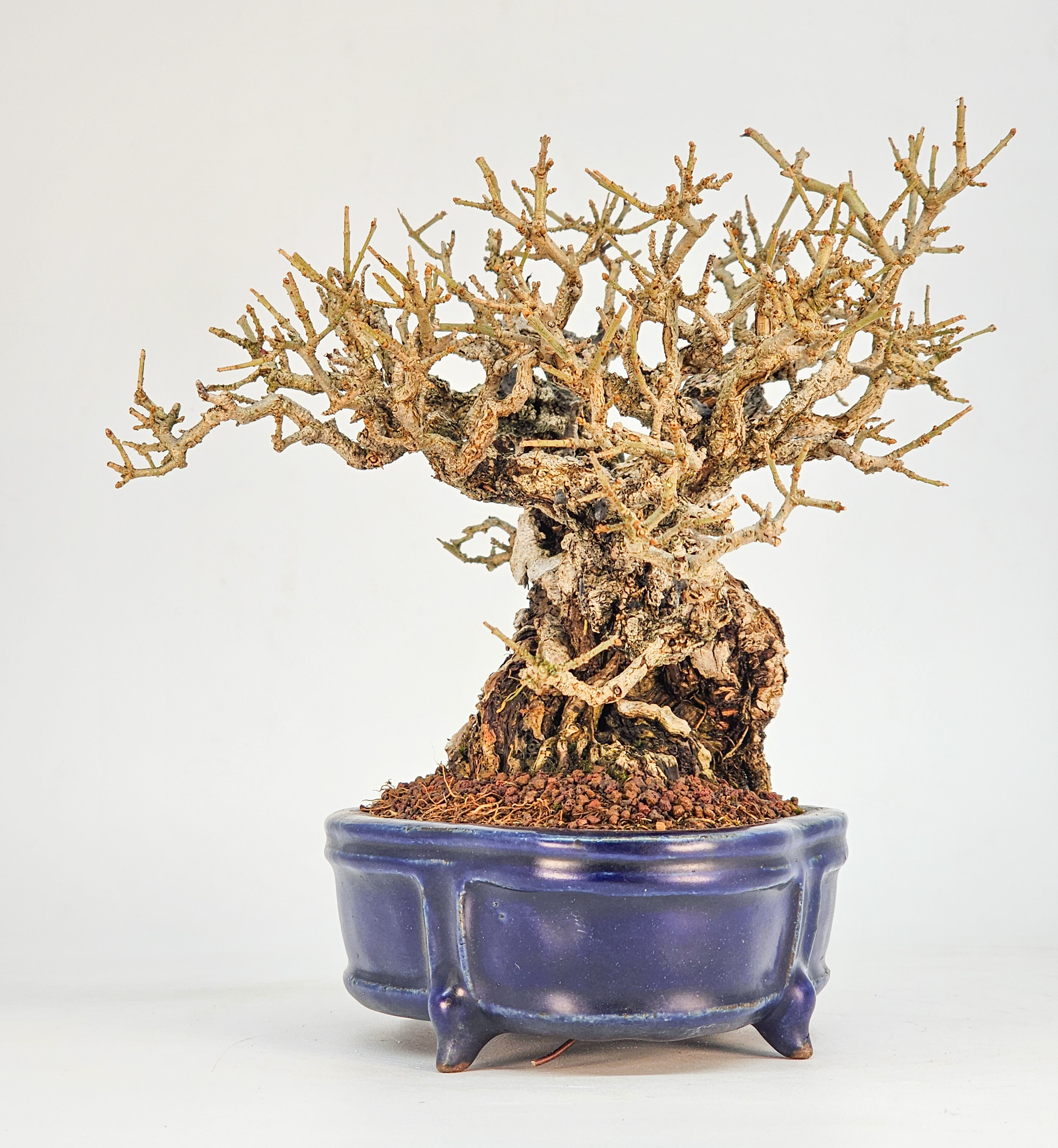 Bonsai Premium Japanischer Liguster - Ligustrum japonicum Shohin 16cm