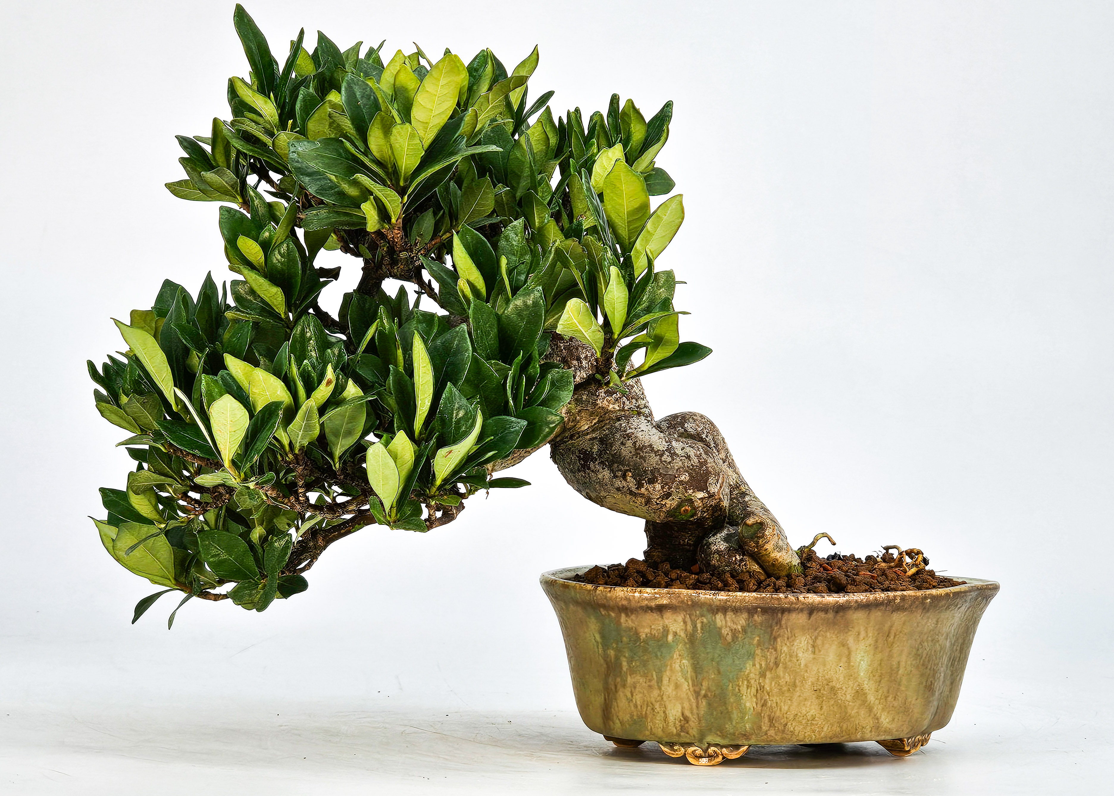 Bonsai Gardenia jasminoides Shohin 18cm    