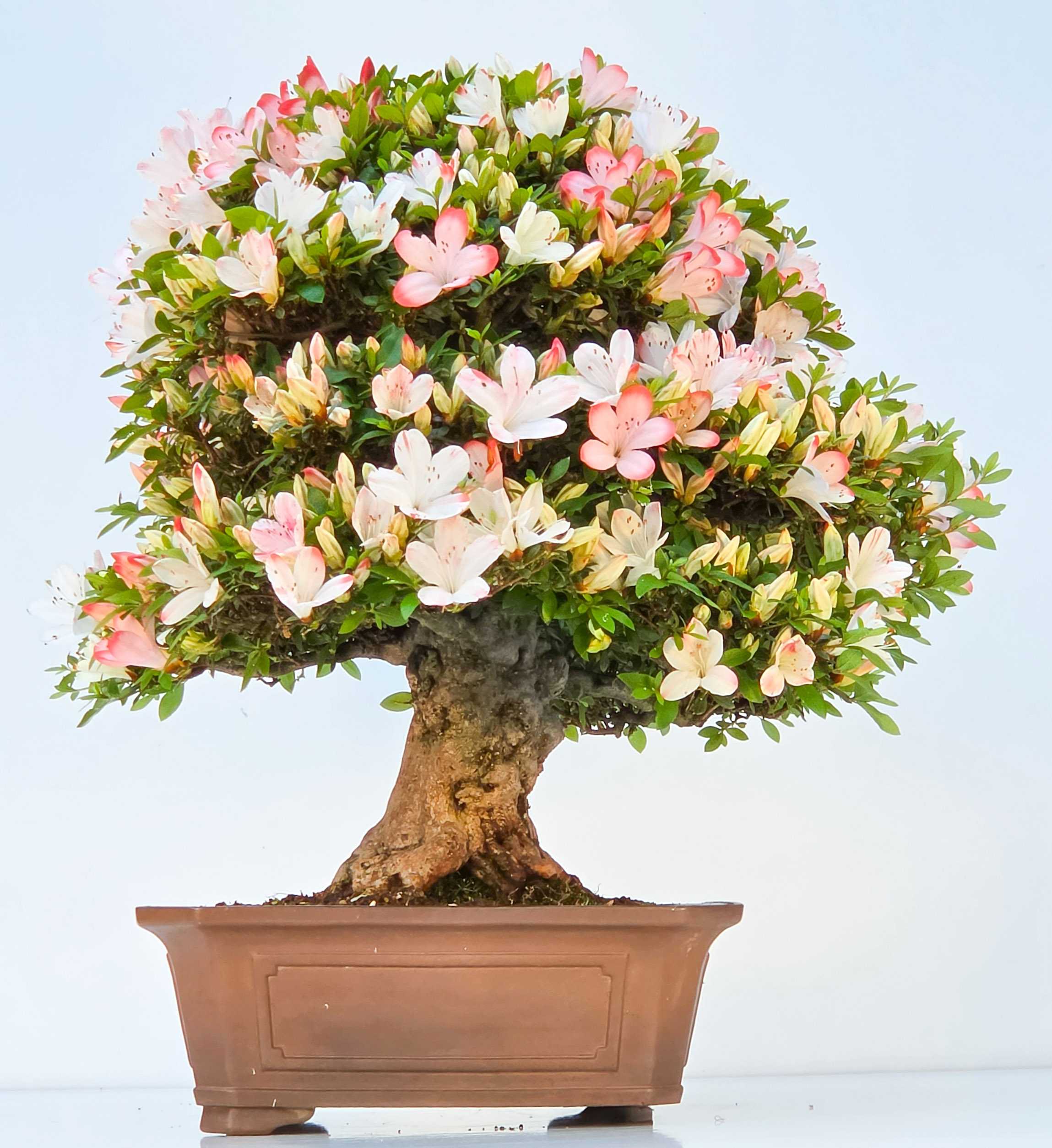 Bonsai Azalee Rhododendron indicum - Irodori 40cm