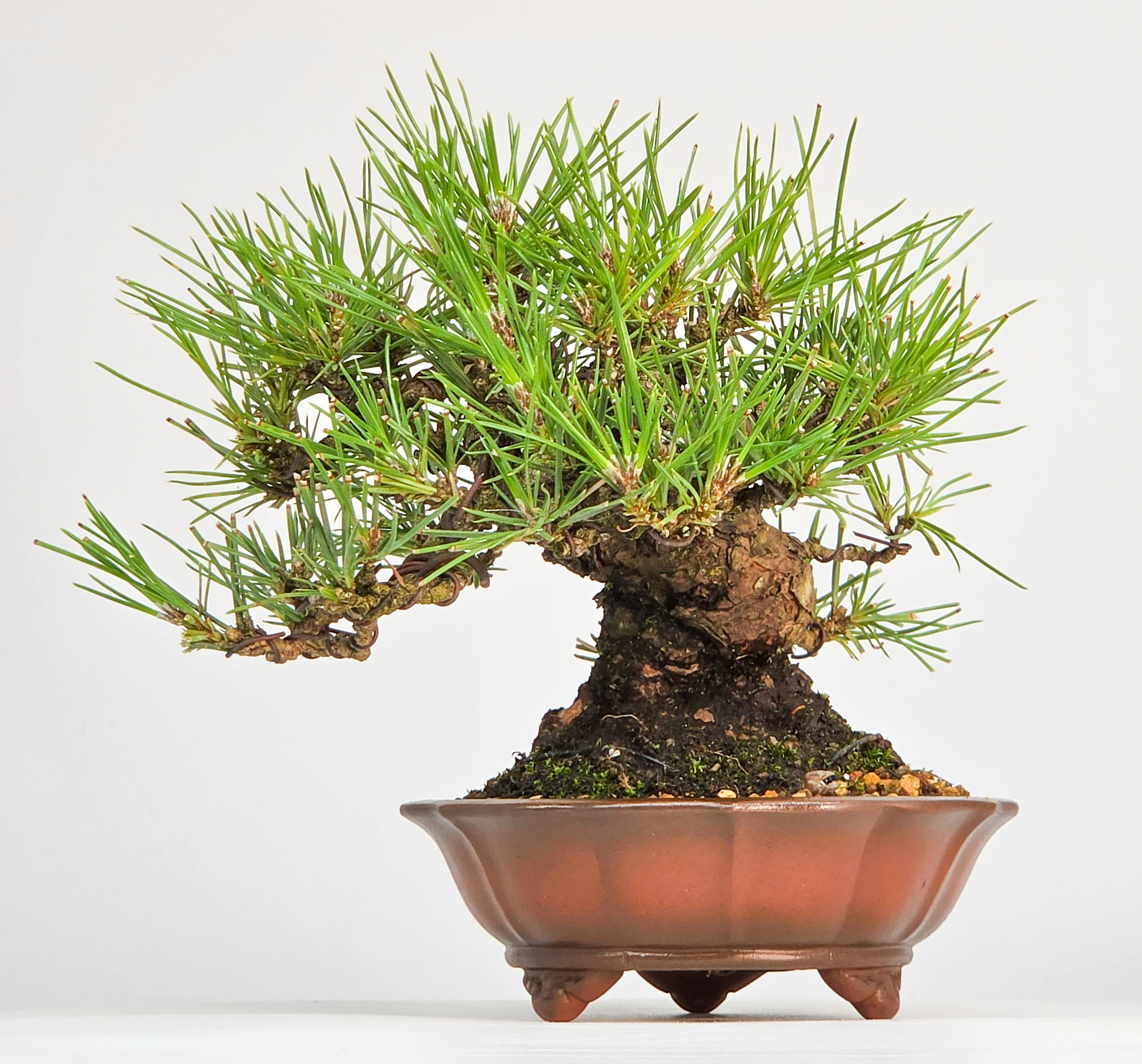Bonsai Schwarzkiefer - Pinus thunbergii Shohin 13cm