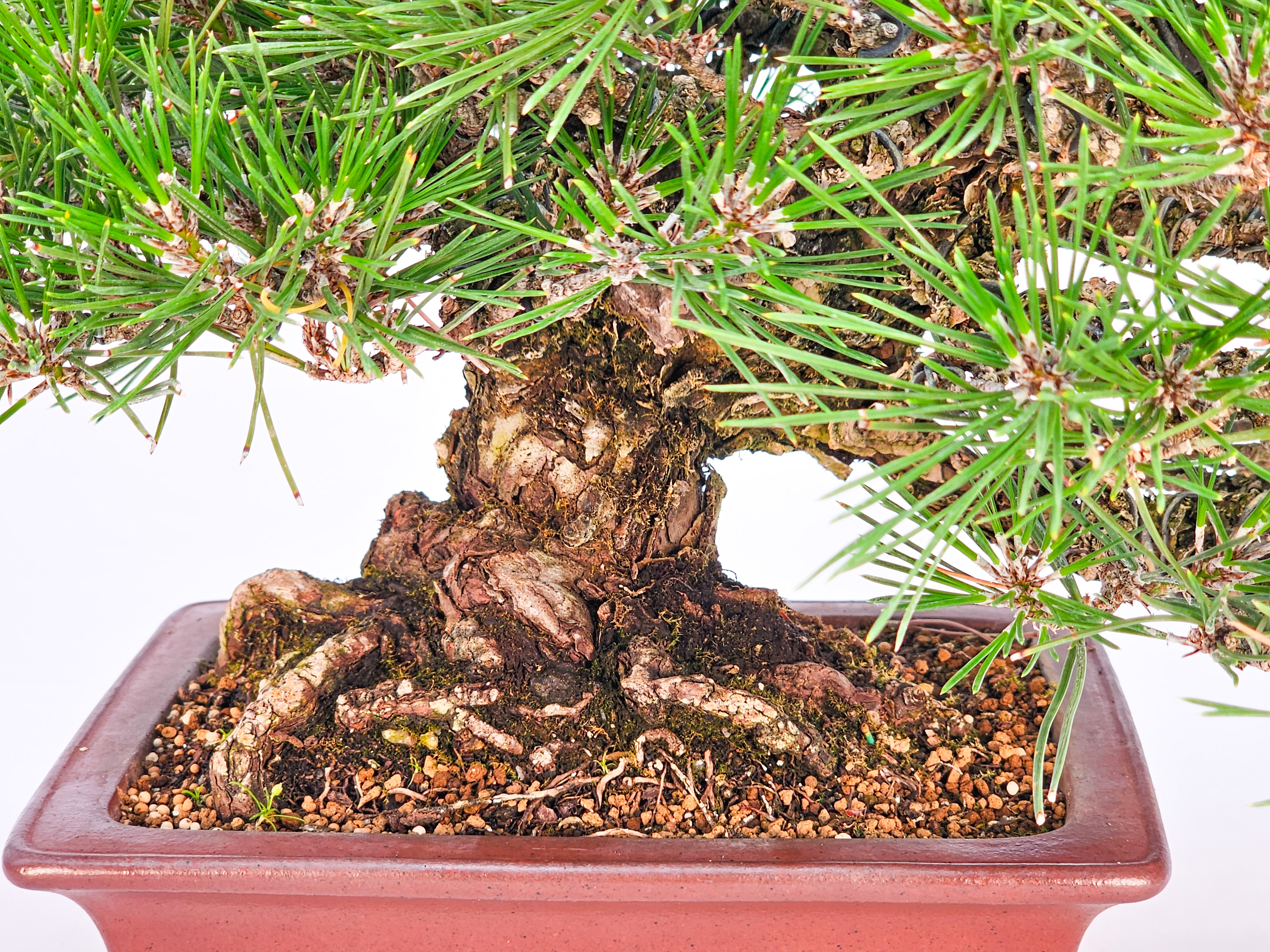 Bonsai Schwarzkiefer - Pinus thunbergii Shohin 20,5cm