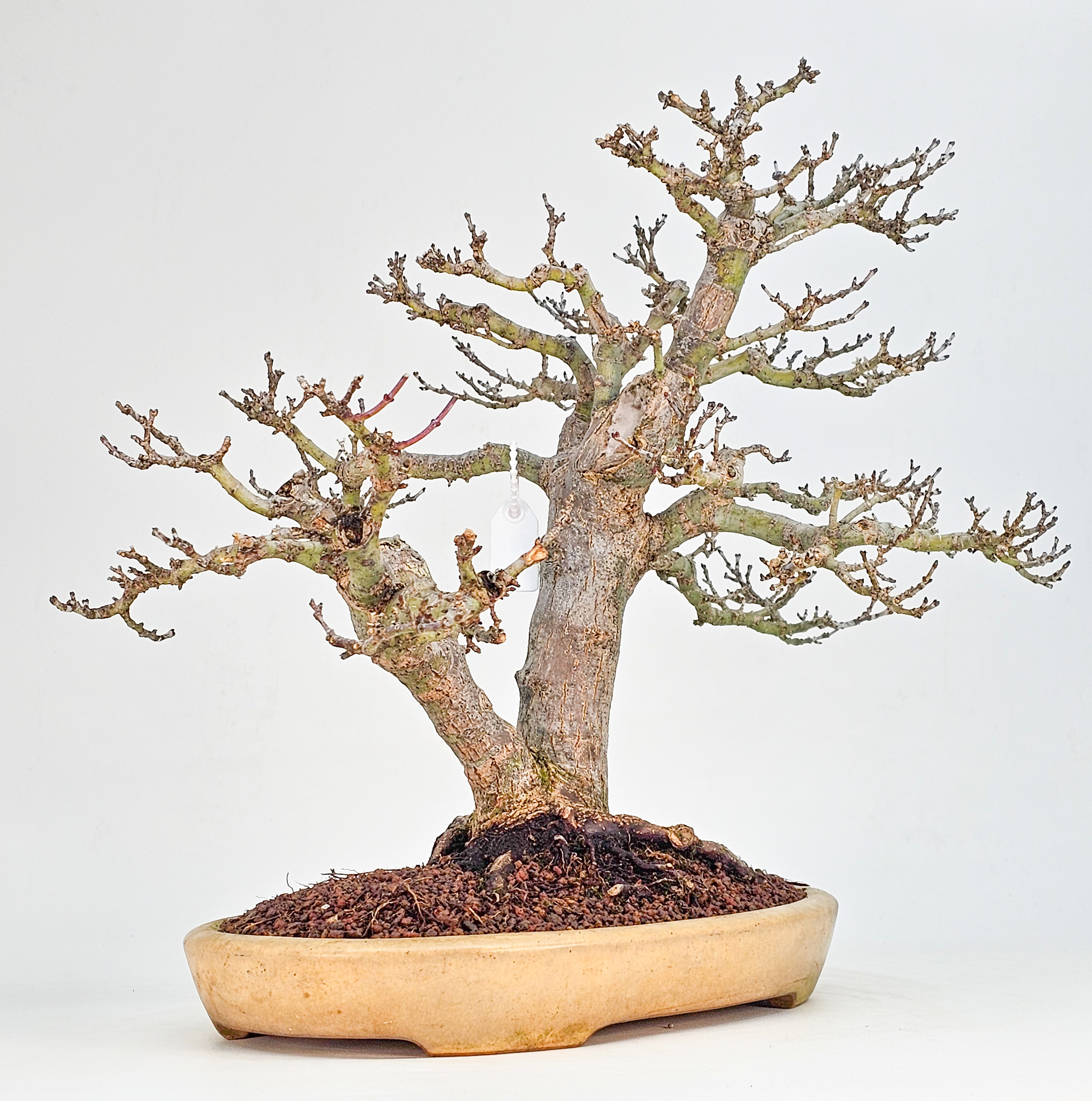 Bonsai Premium Löwenkopfahorn- Acer palmatum Shishigashira 31cm    