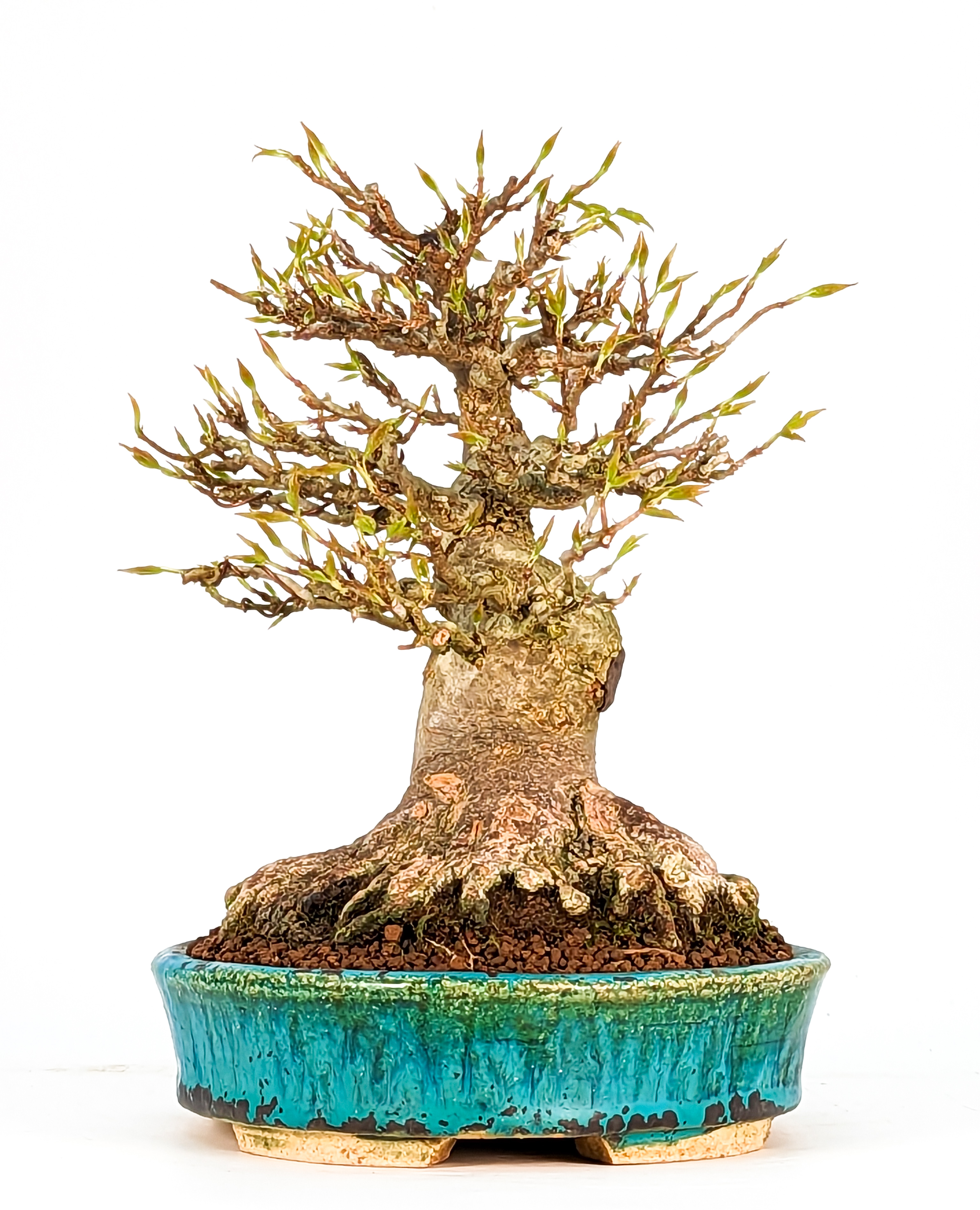 Bonsai Dreispitzahorn - Acer buergerianum Shohin 19cm Bonsai Dreispitzahorn - Acer buergerianum Shohin 19cm