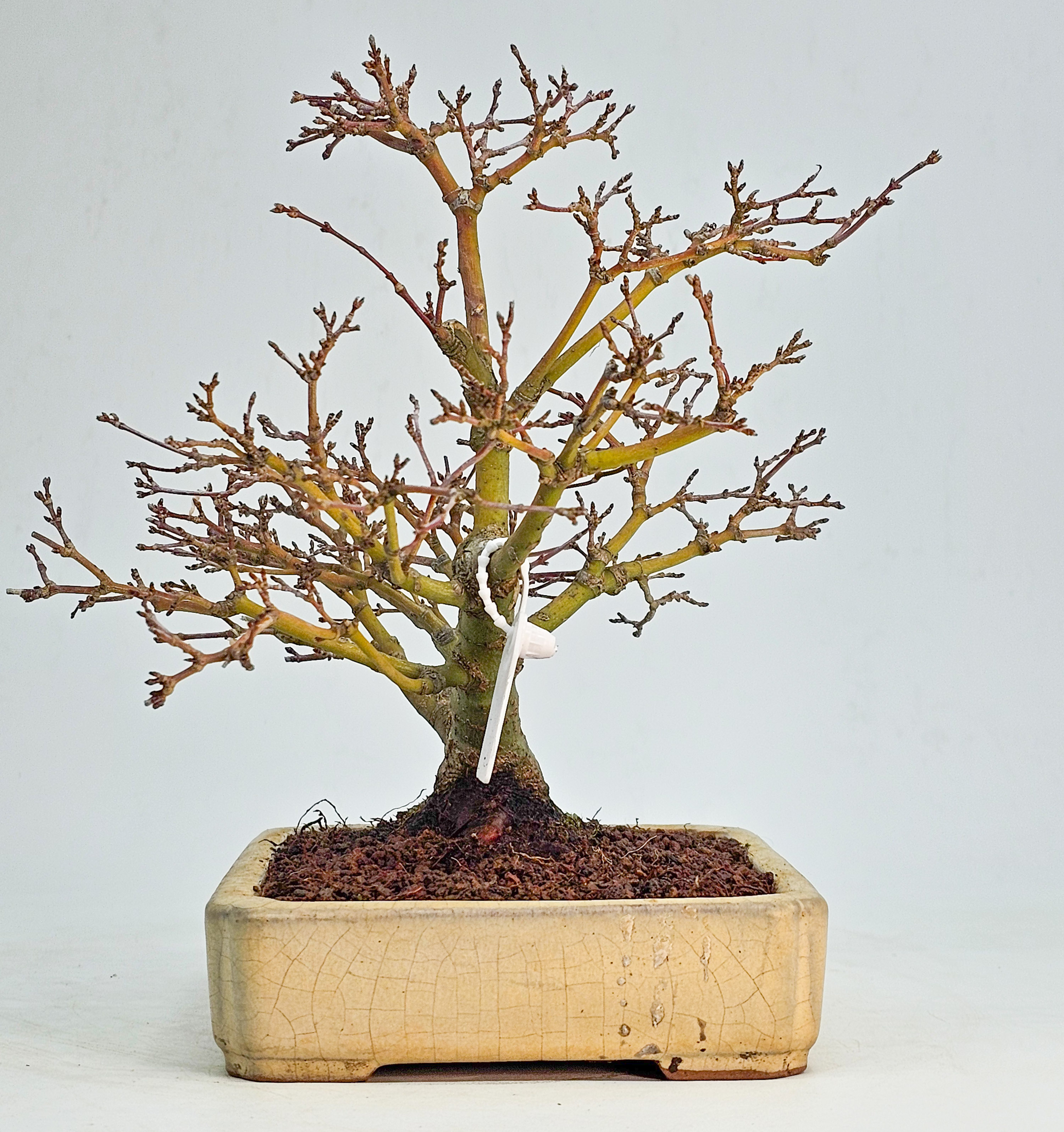 Bonsai Fächerahorn - Acer palmatum Yukihime Shohin 20cm