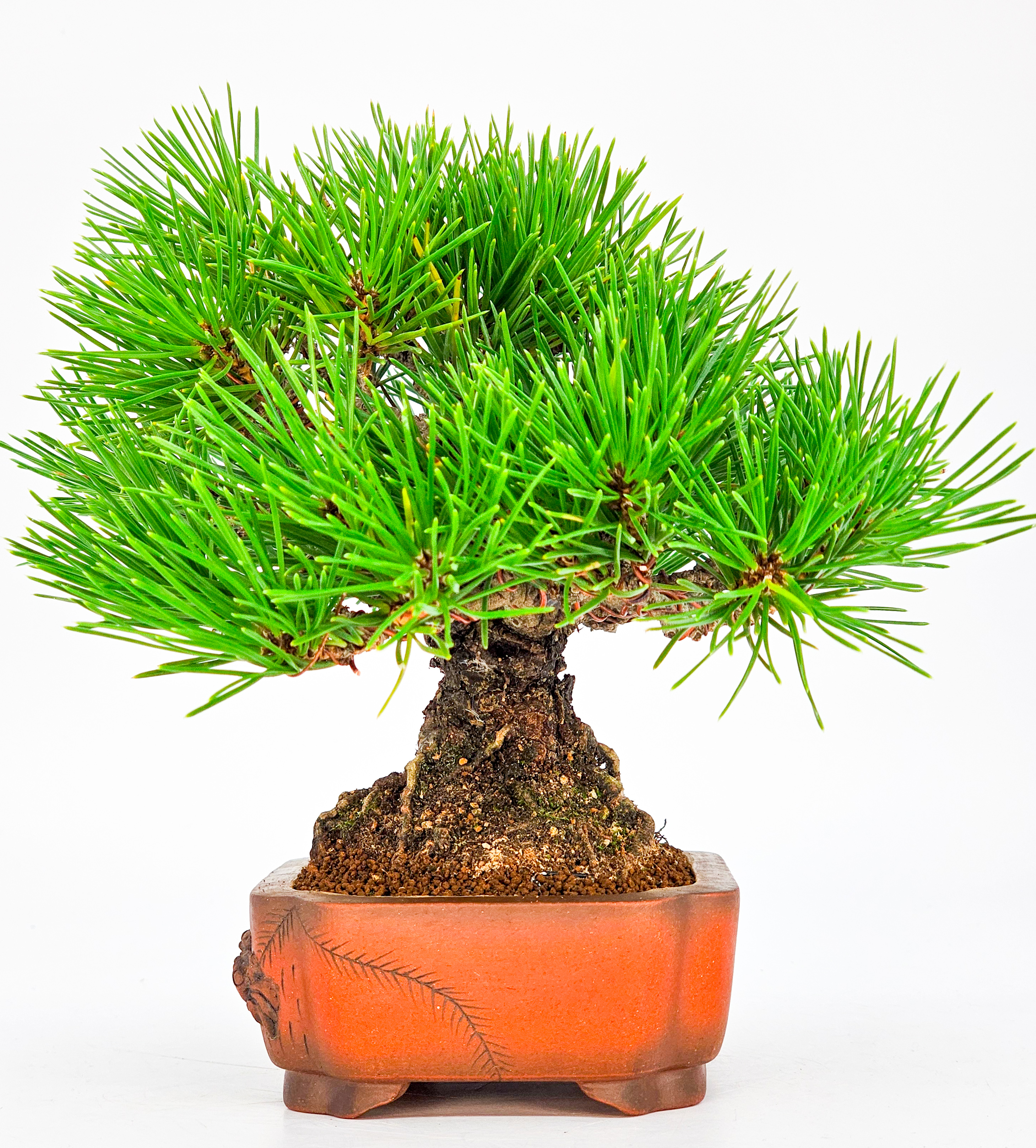 Bonsai Schwarzkiefer - Pinus thunbergii Shohin 16cm 