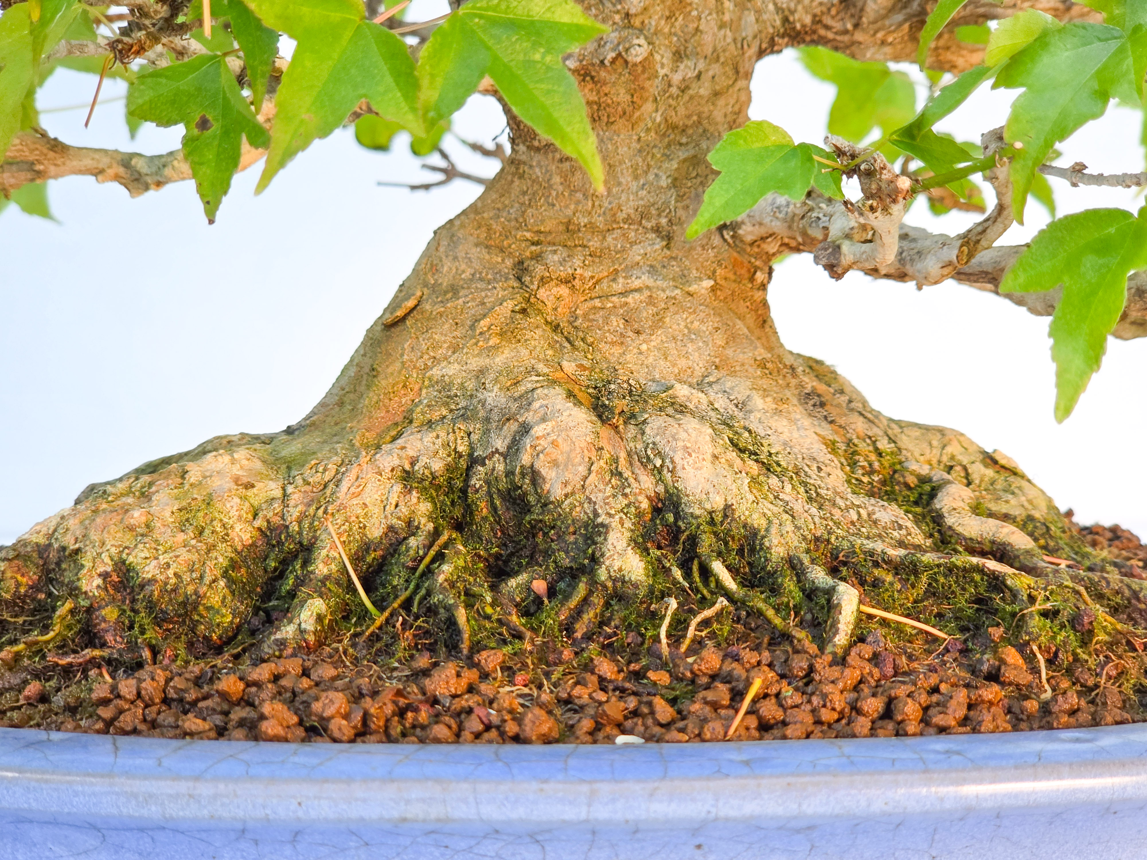Bonsai Premium Dreispitzahorn - Acer buergerianum Shohin 25cm Video!!