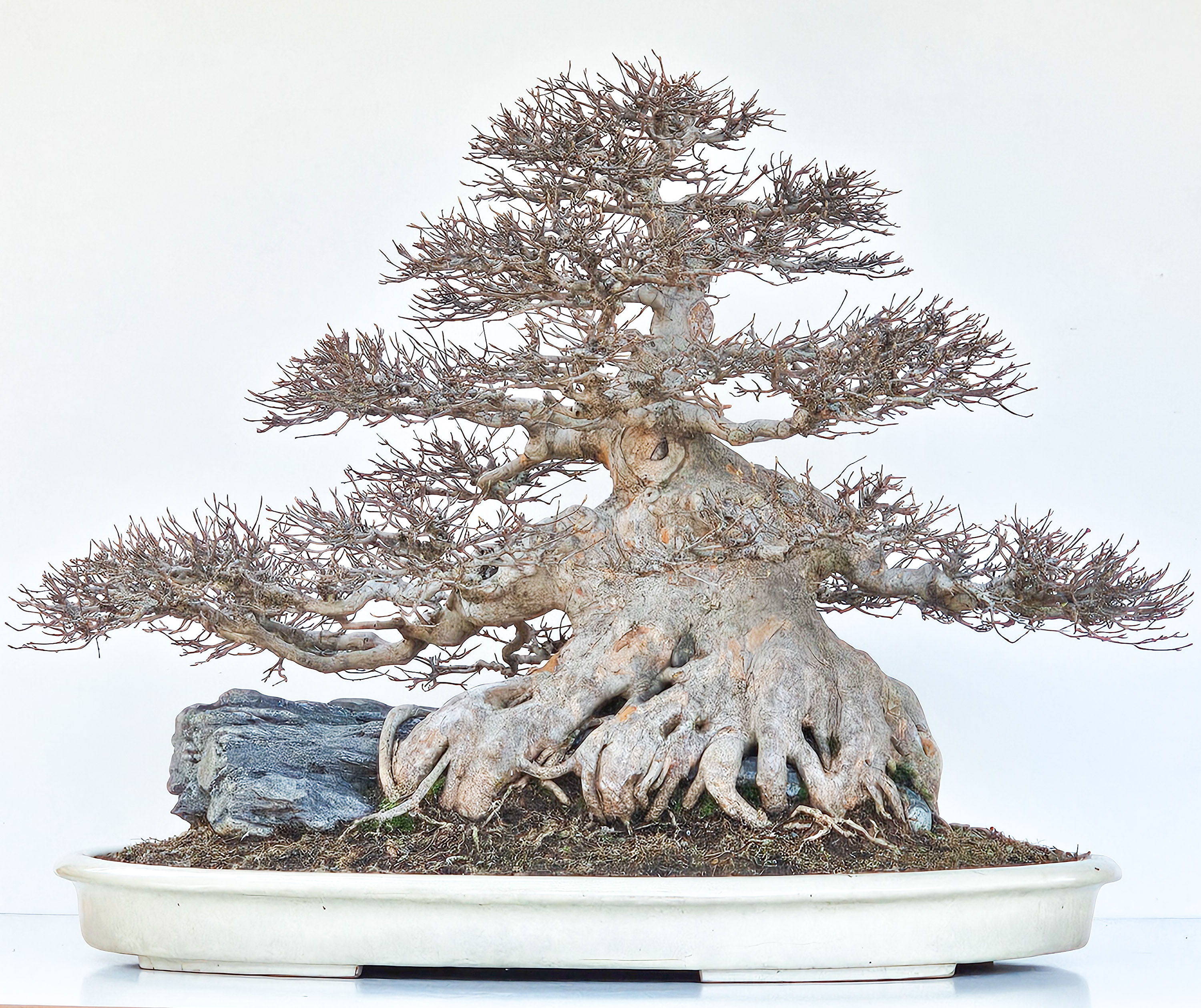 Bonsai Dreispitzahorn - Acer buergerianum Ishizuki 58cm - Video!! Bonsai Dreispitzahorn - Acer buergerianum Ishizuki 58cm - Video!!