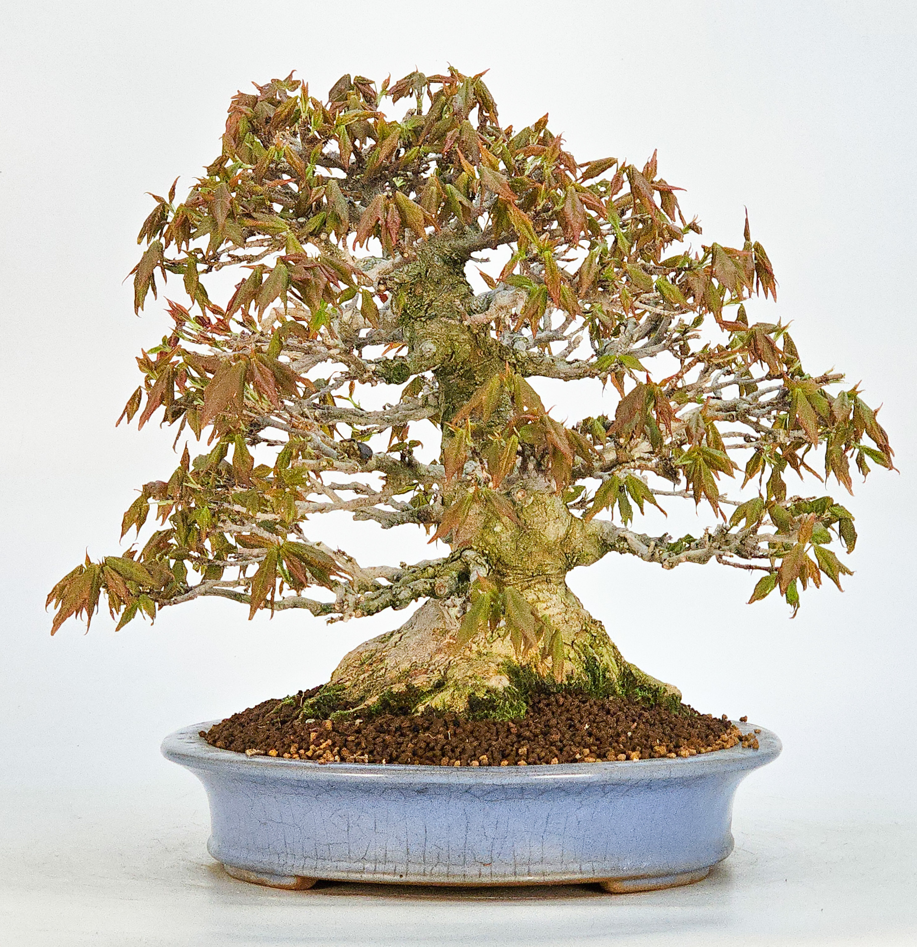 Bonsai Premium Dreispitzahorn - Acer buergerianum Shohin 25cm