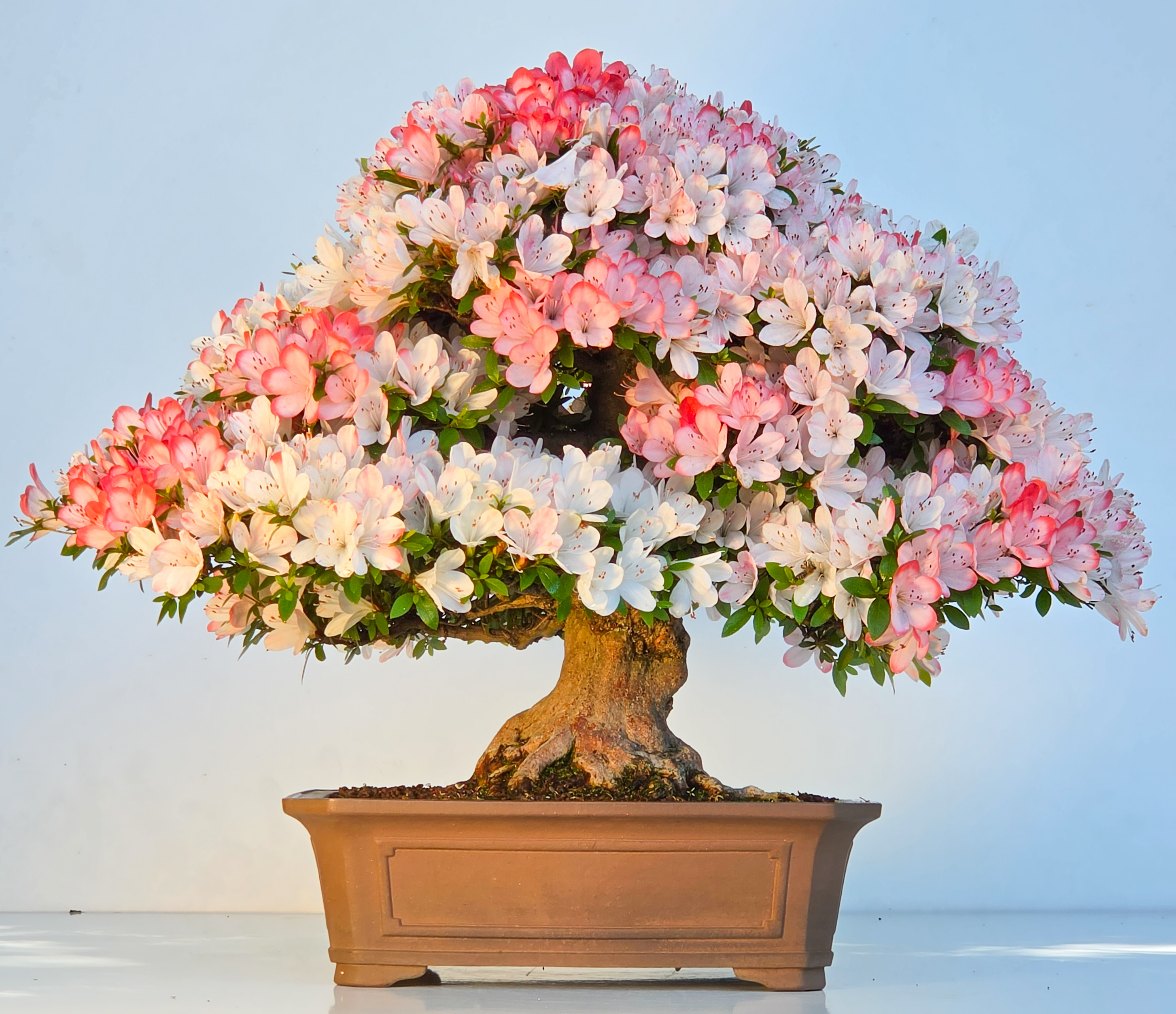 Bonsai Azalee Rhododendron indicum - Irodori 40cm