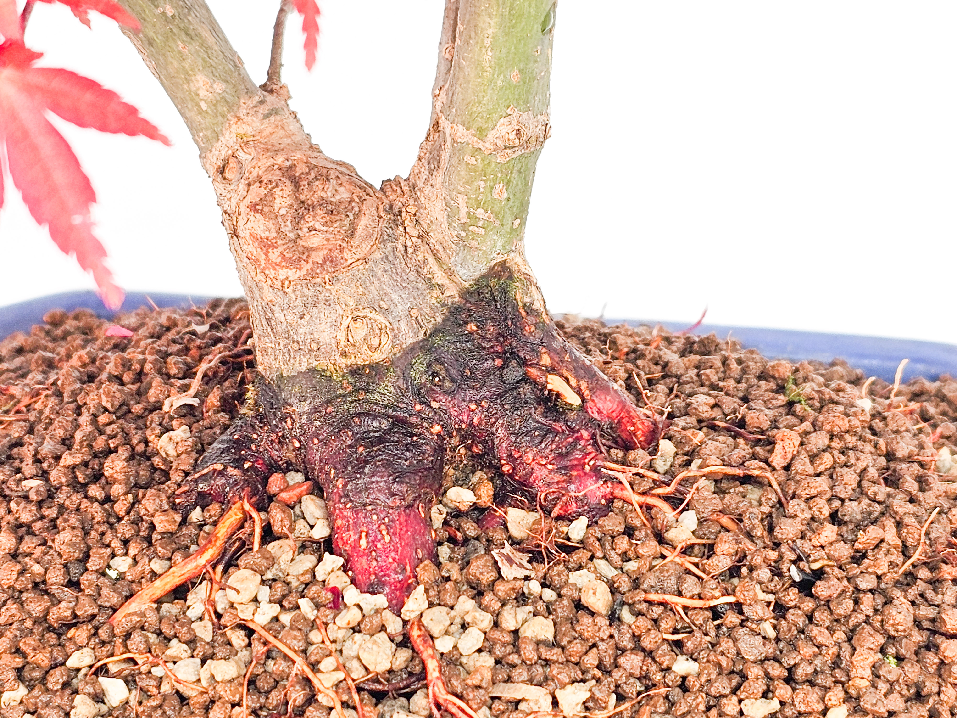 Bonsai Fächerahorn Acer palmatum Deshojo 26cm