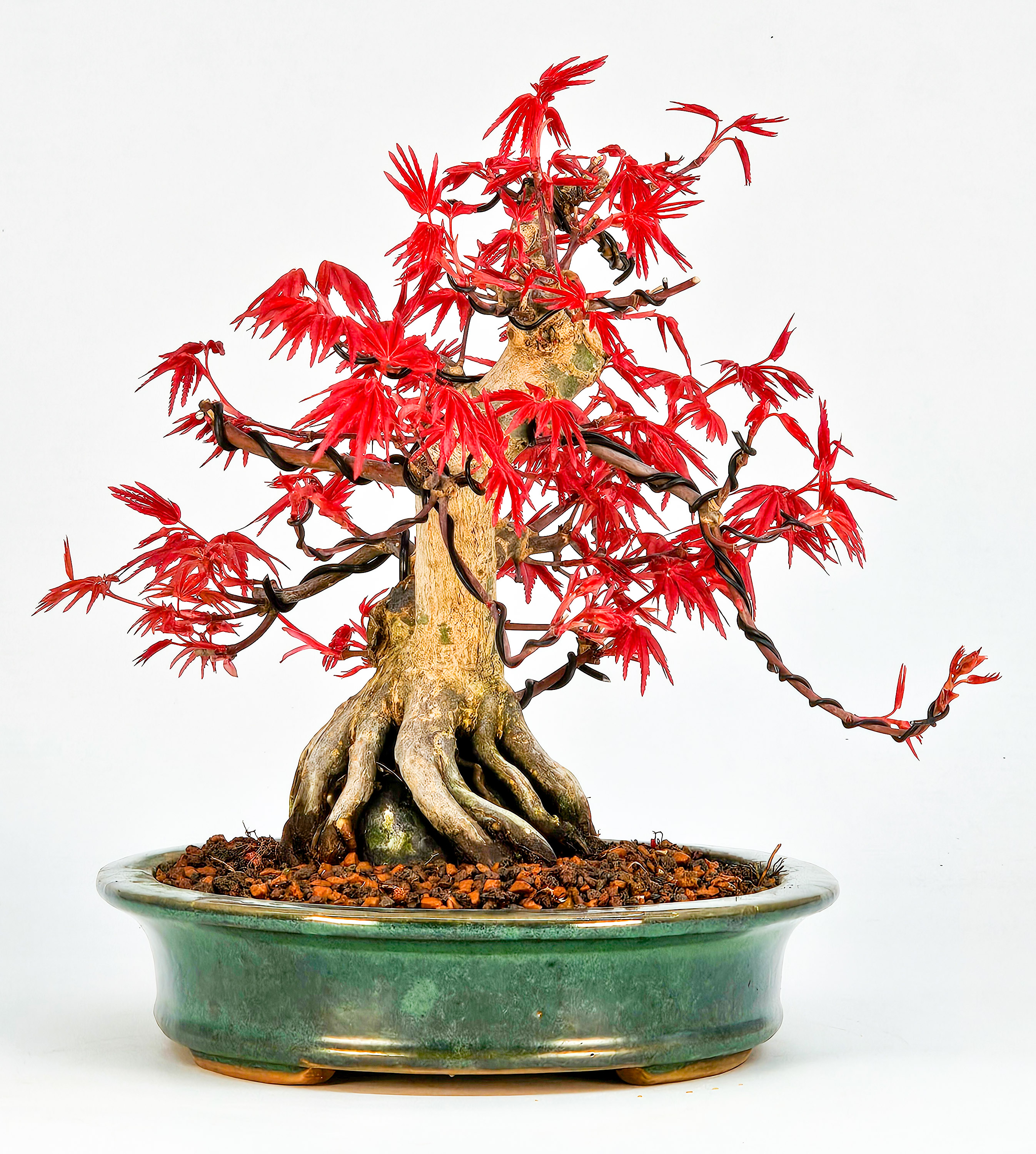 Bonsai Fächerahorn Acer palmatum Deshojo Ishizuki 16cm