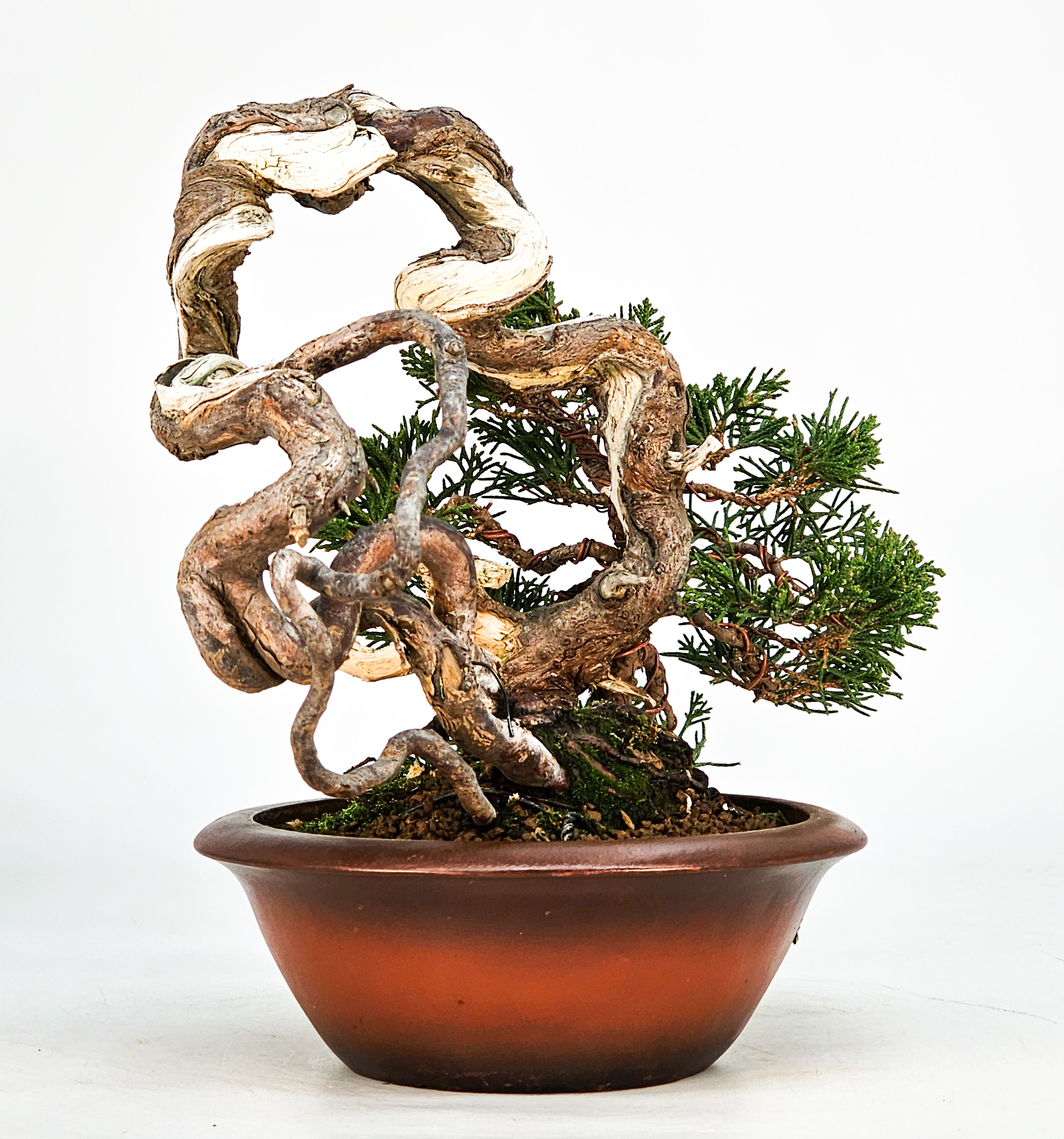 Bonsai Wacholder Juniperus Itoigawa 18cm Video!! Bonsai Wacholder Juniperus Itoigawa 18cm Video!!