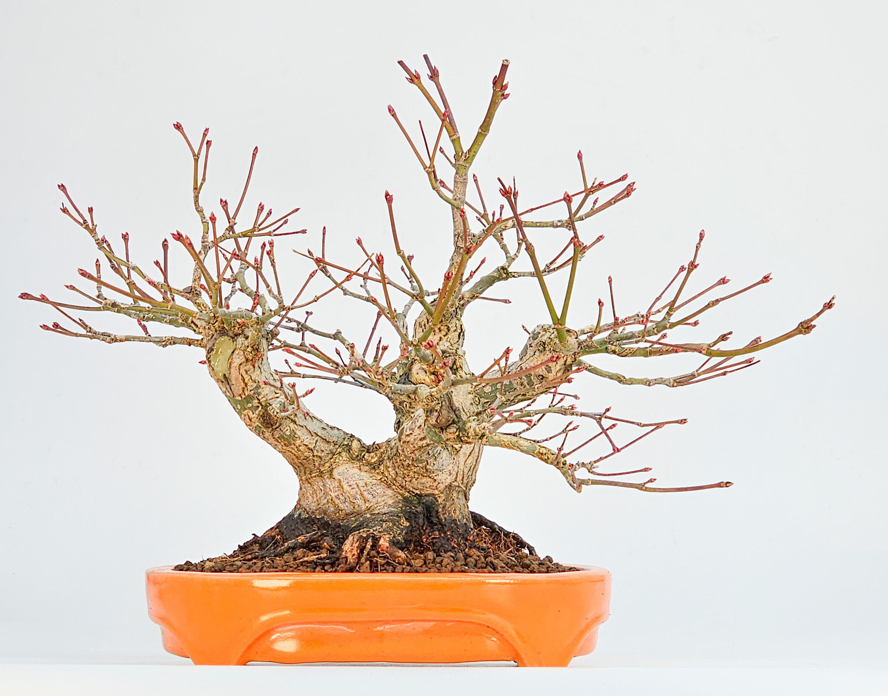Bonsai Fächerahorn - Acer palmatum Shohin 17cm