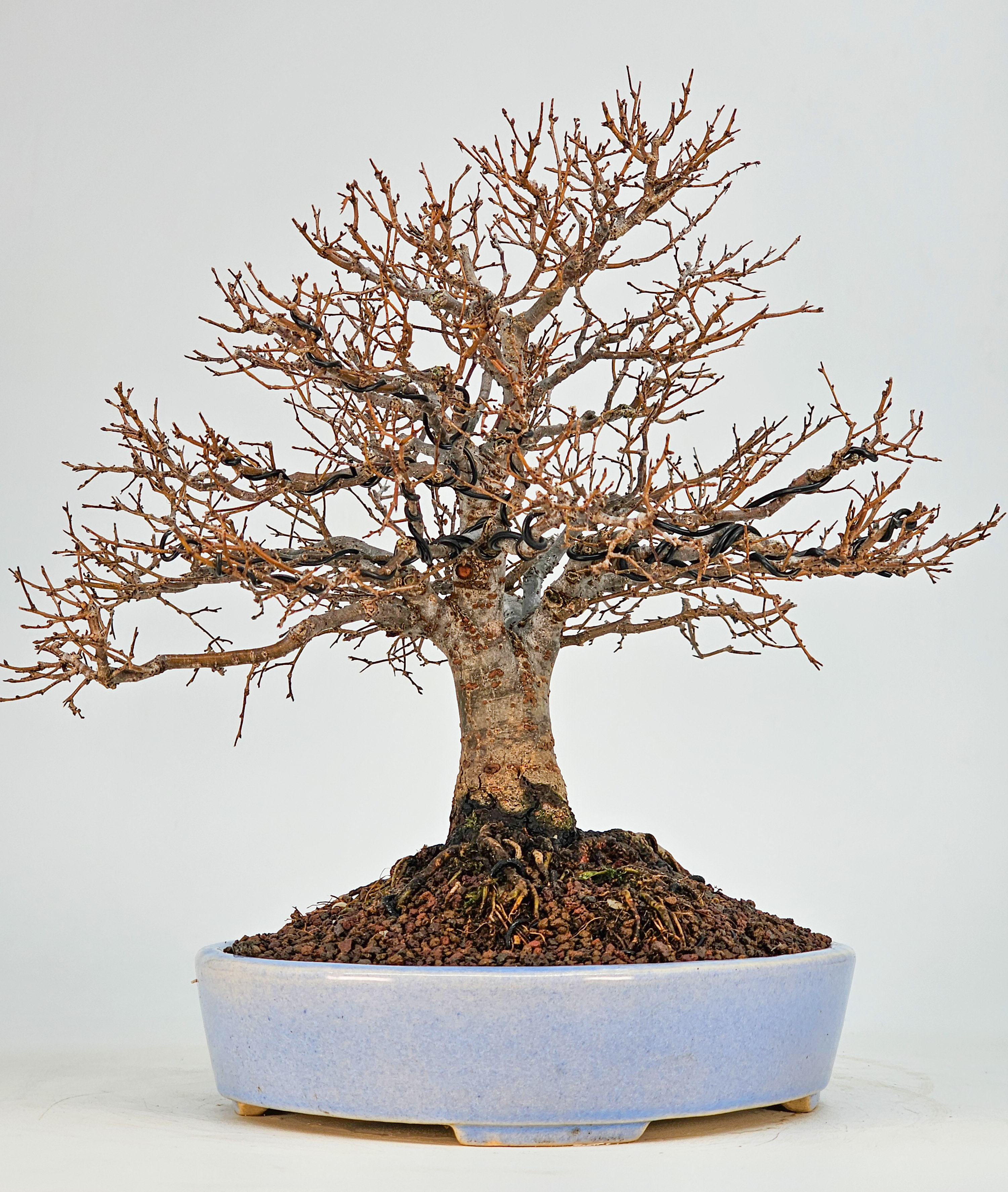 Bonsai Premium Zelkova serrata Shohin 21cm