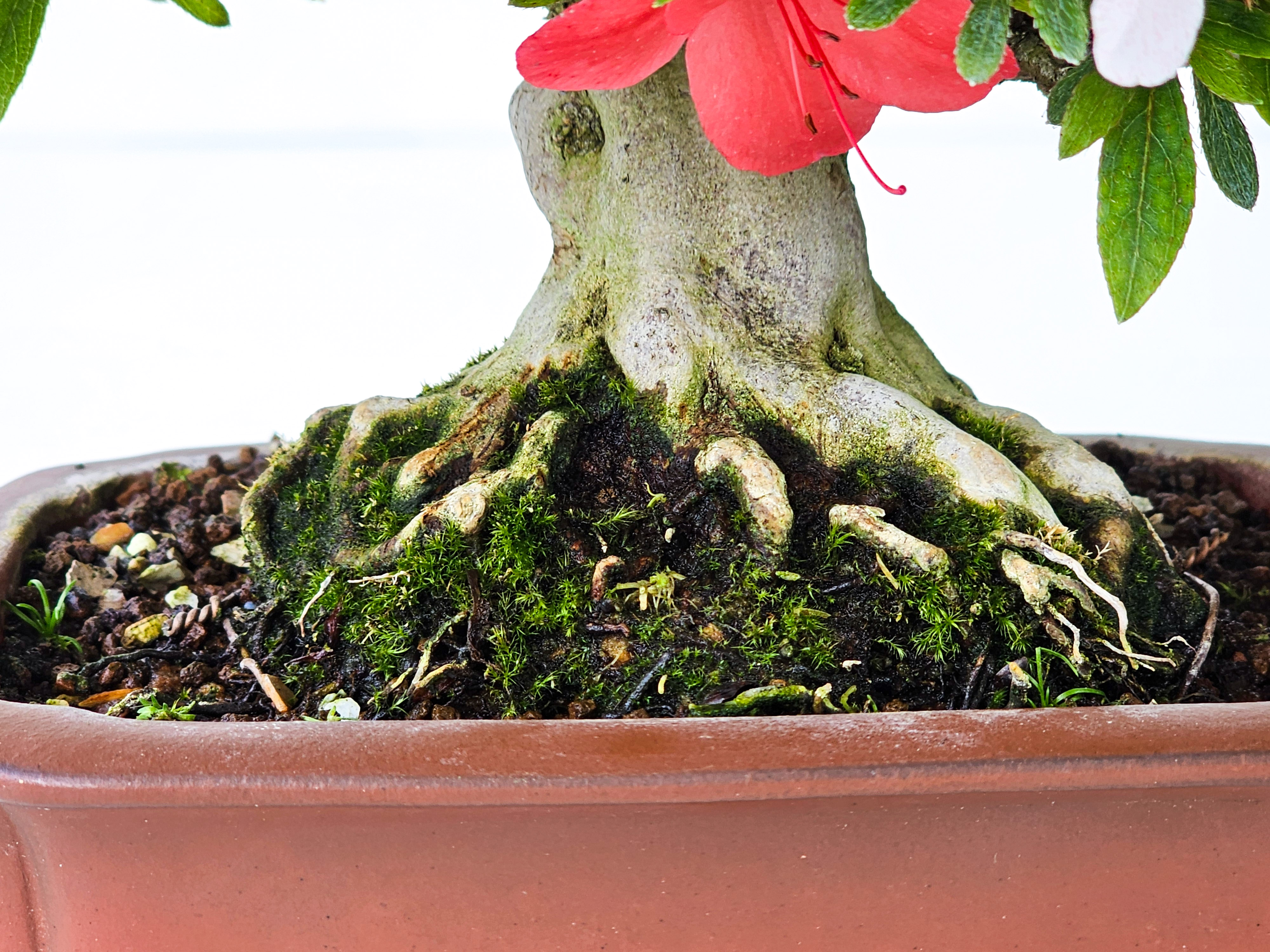 Bonsai Azalee Rhododendron indicum Shohin 19 cm Bonsai Azalee Rhododendron indicum Shohin 19 cm