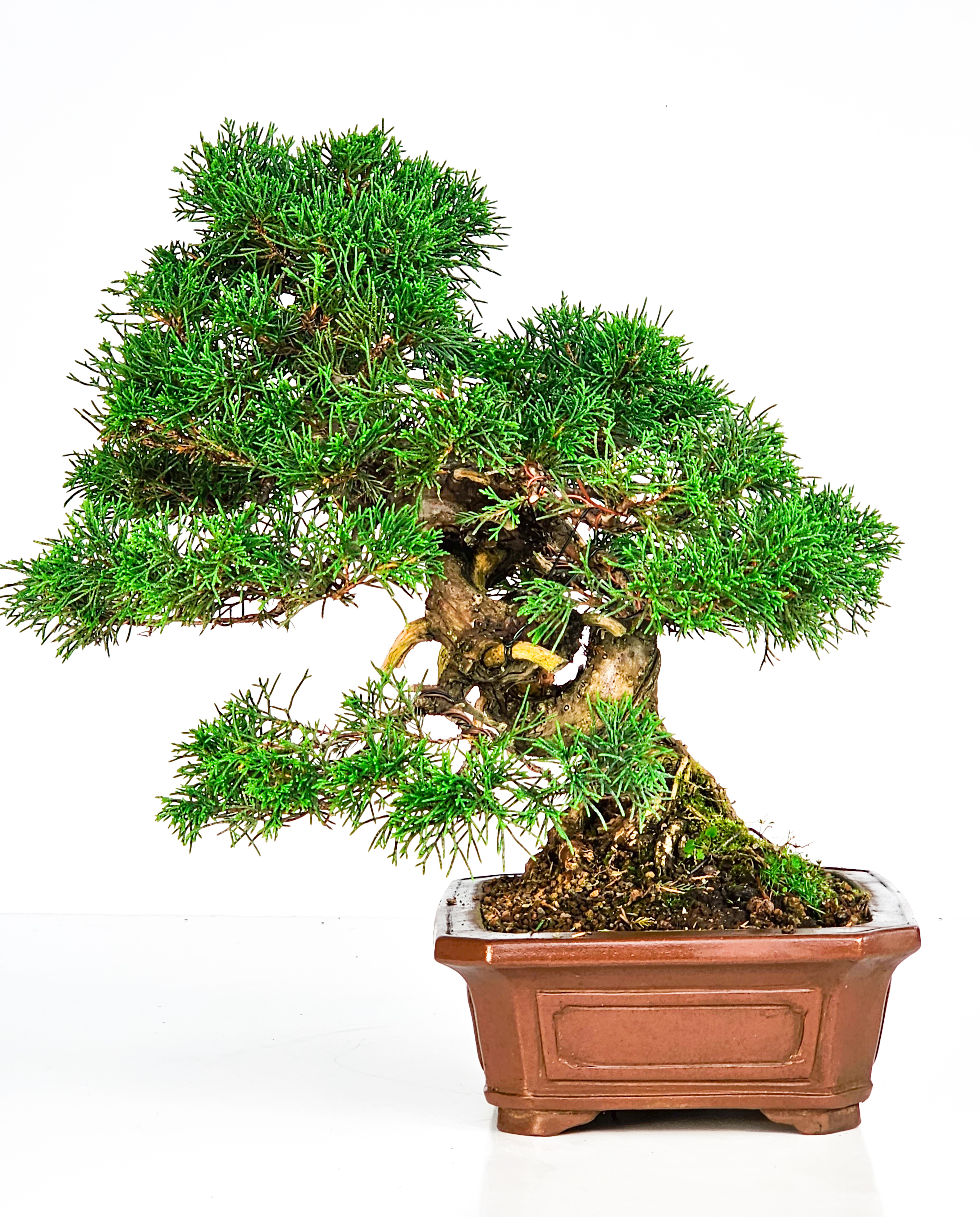 Bonsai Wacholder Juniperus Itoigawa 29cm