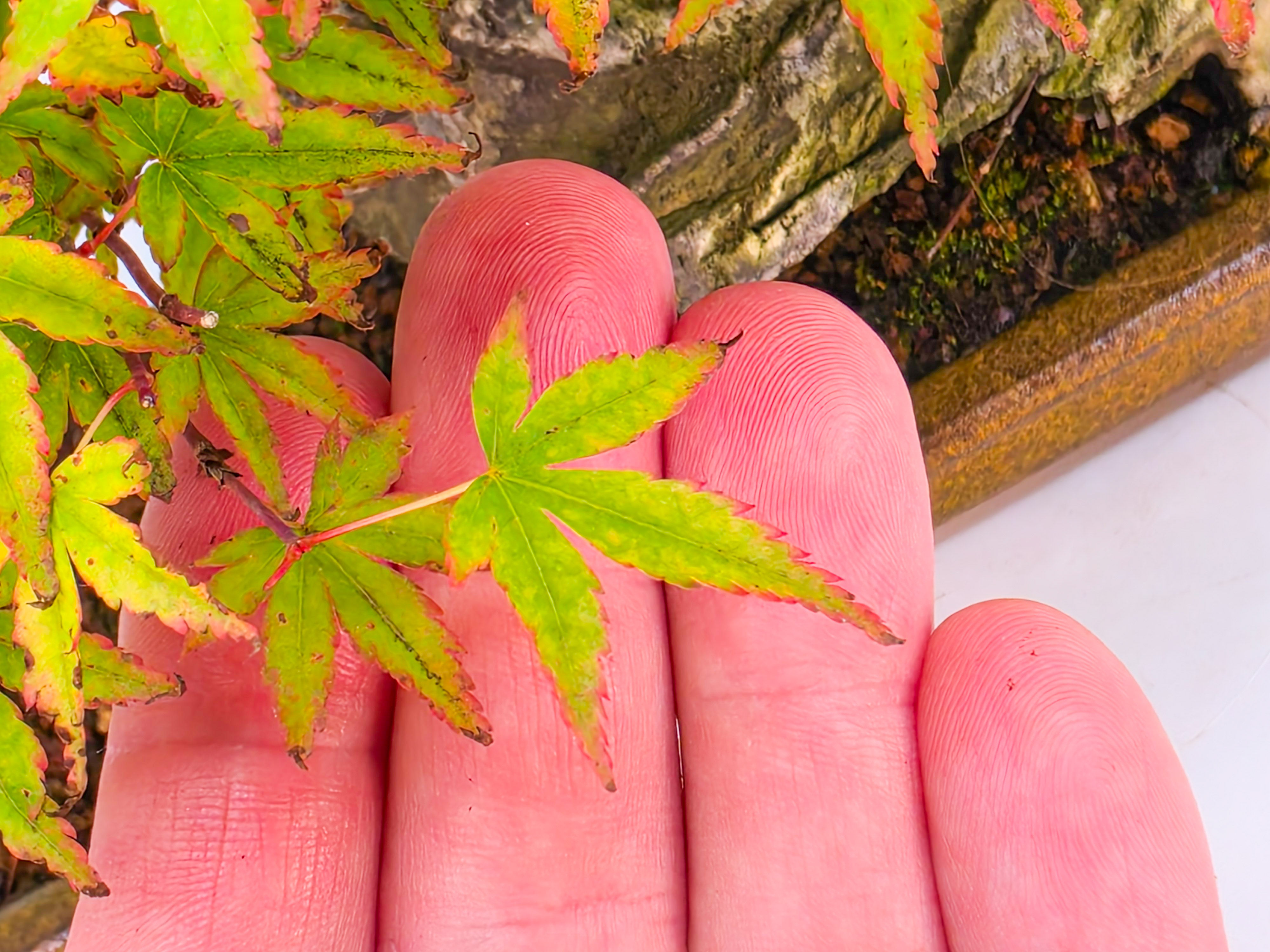 Bonsai Fächerahorn - Acer palmatum Tamahime Ishizuki Shohin 15cm Video!!