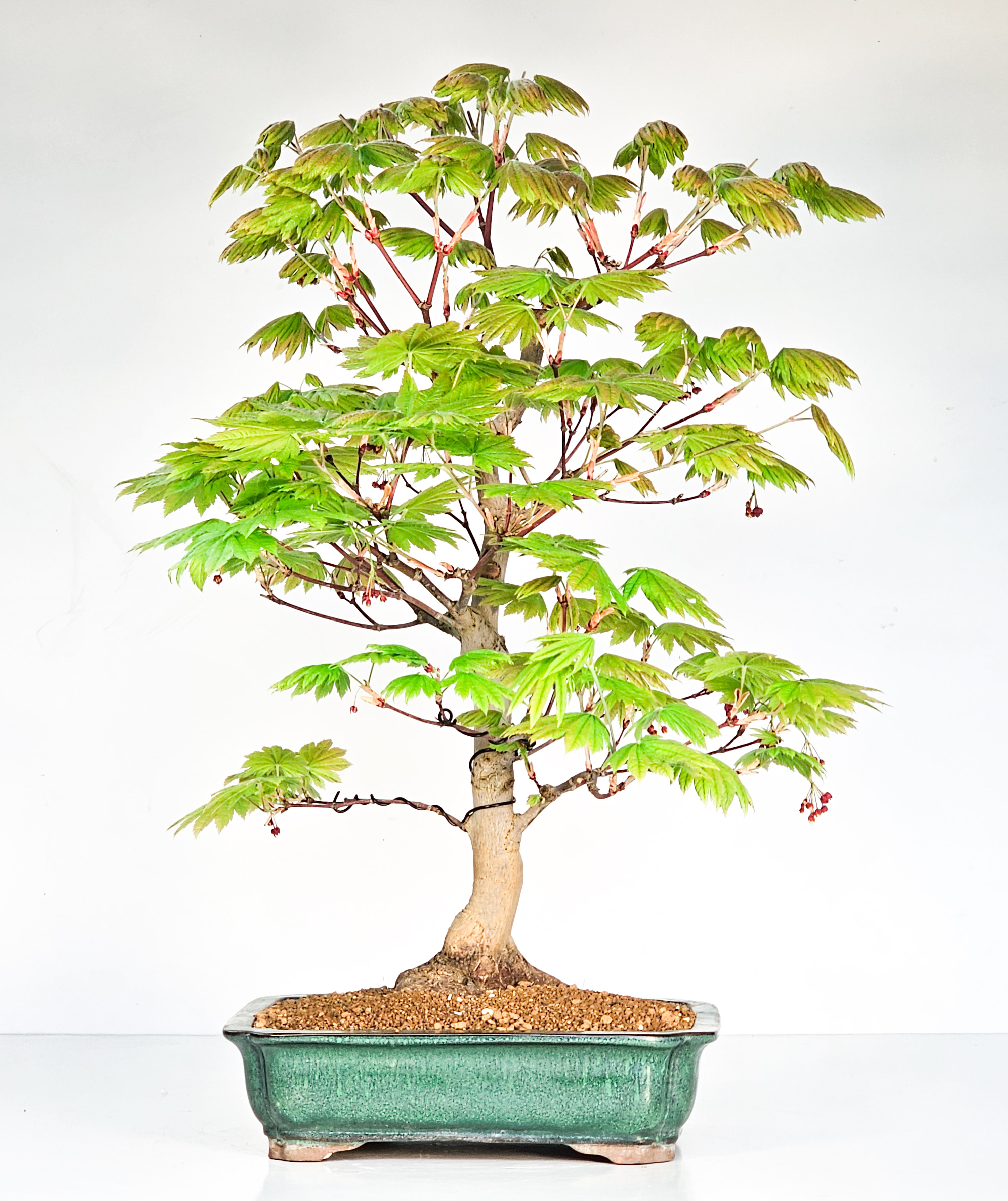 Bonsai Japanischer Ahorn - Acer japonicum 53cm Bonsai Japanischer Ahorn - Acer japonicum 53cm
