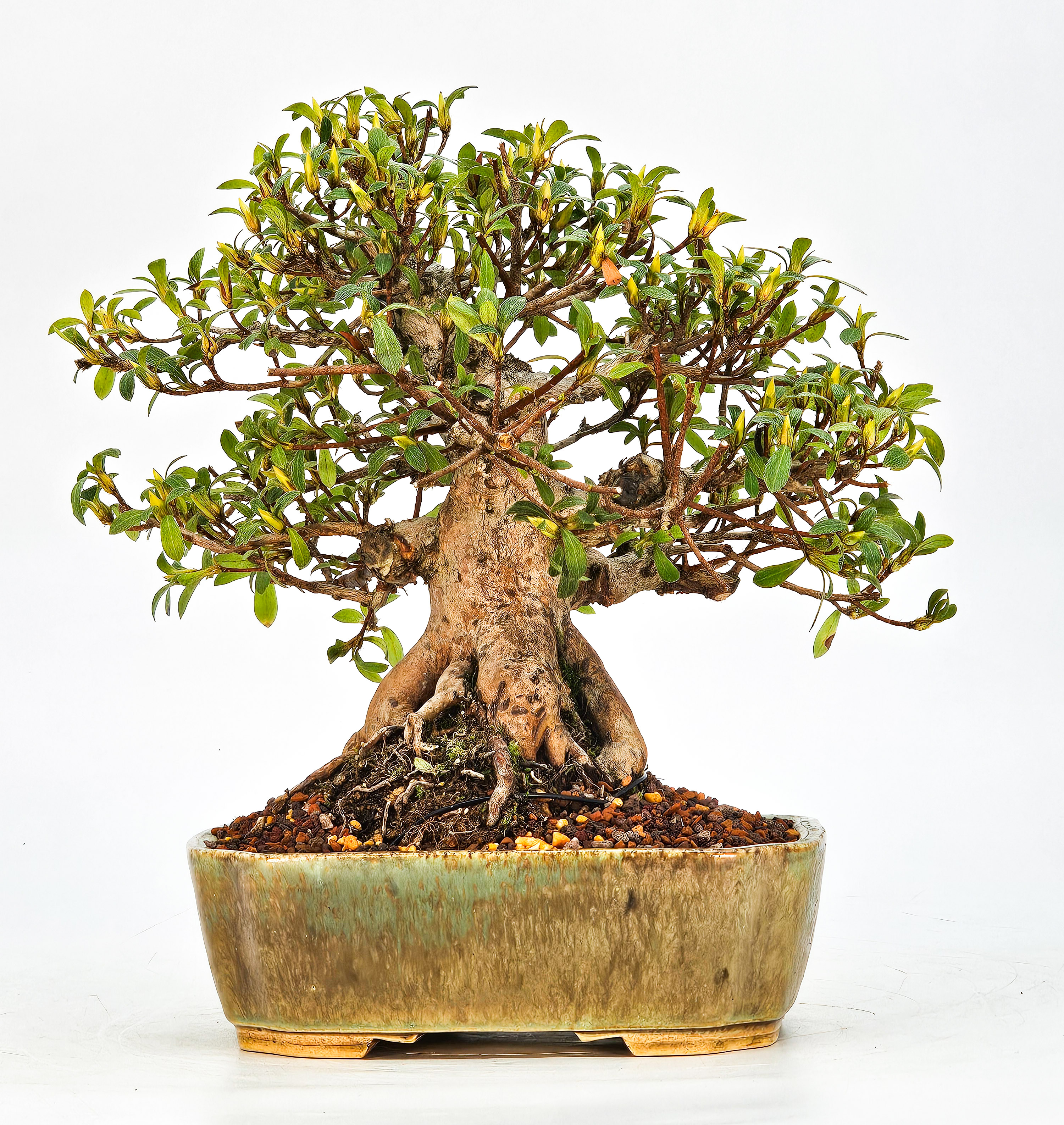 Bonsai Azalee Rhododendron indicum - Hi-no-maru - Shohin 21cm