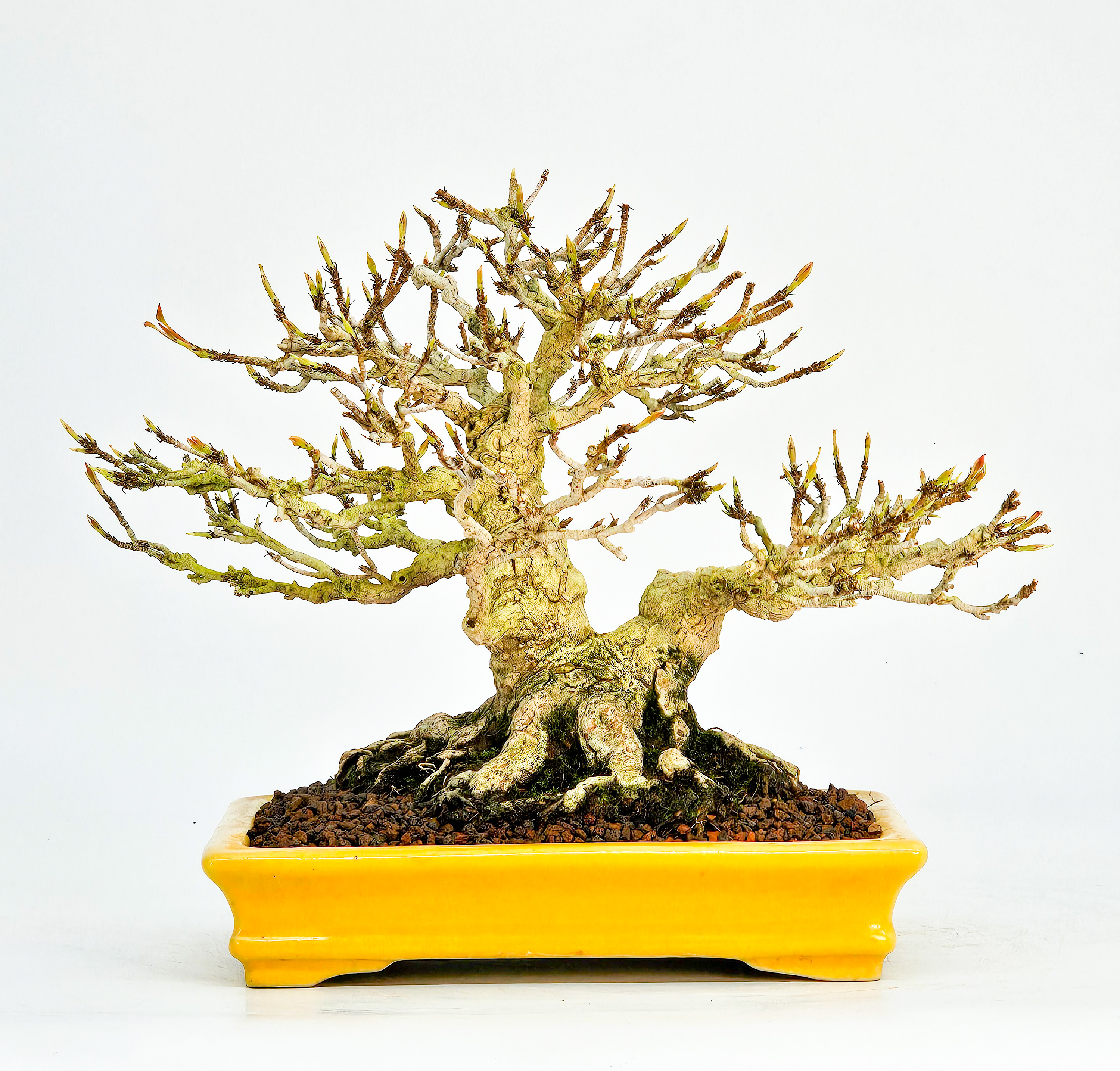 Bonsai Dreispitzahorn  - Acer buergerianum Shohin 16cm   