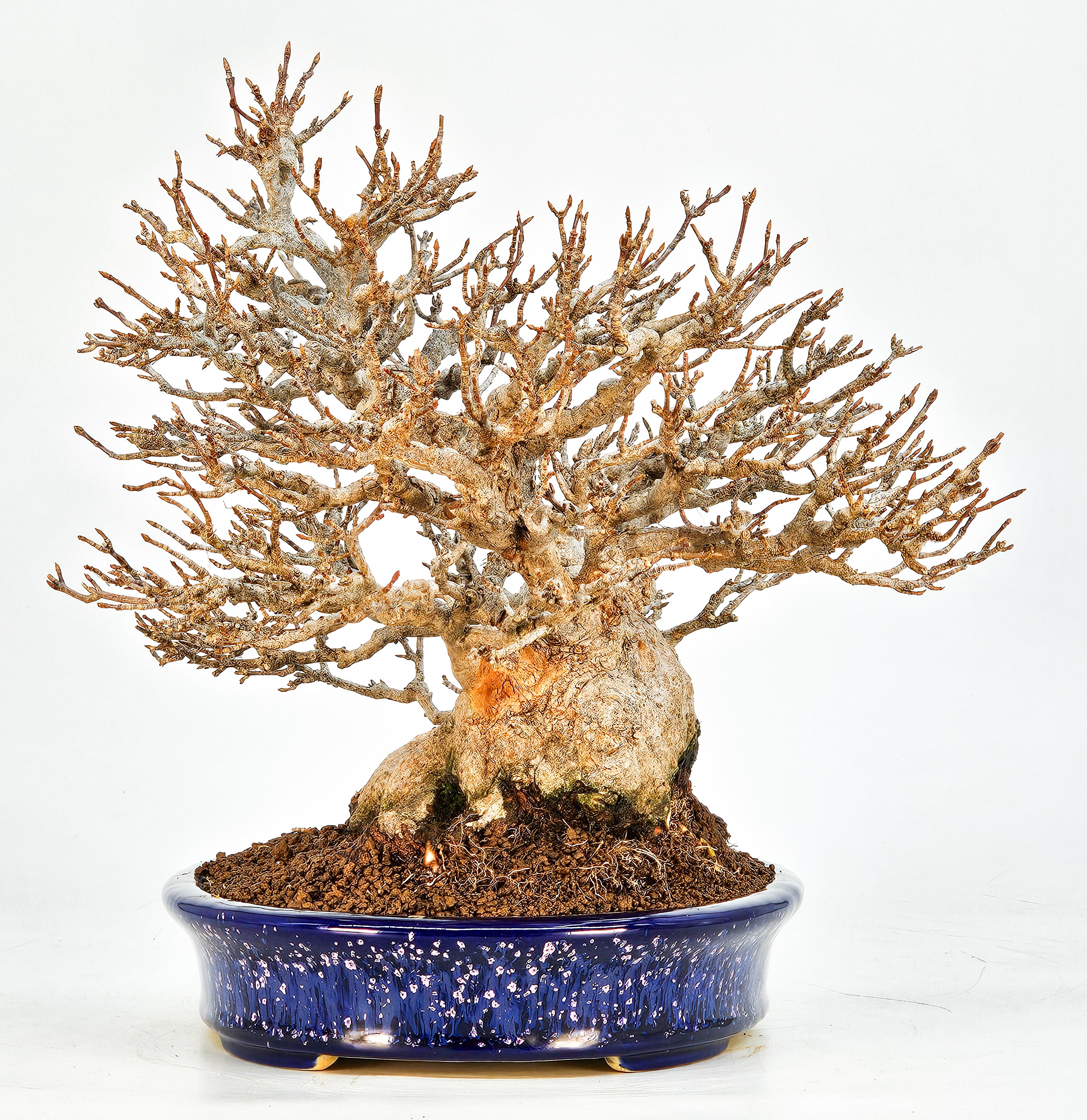 Bonsai Dreispitzahorn - Acer buergerianum 20cm Video!! Bonsai Dreispitzahorn - Acer buergerianum 20cm Video!!