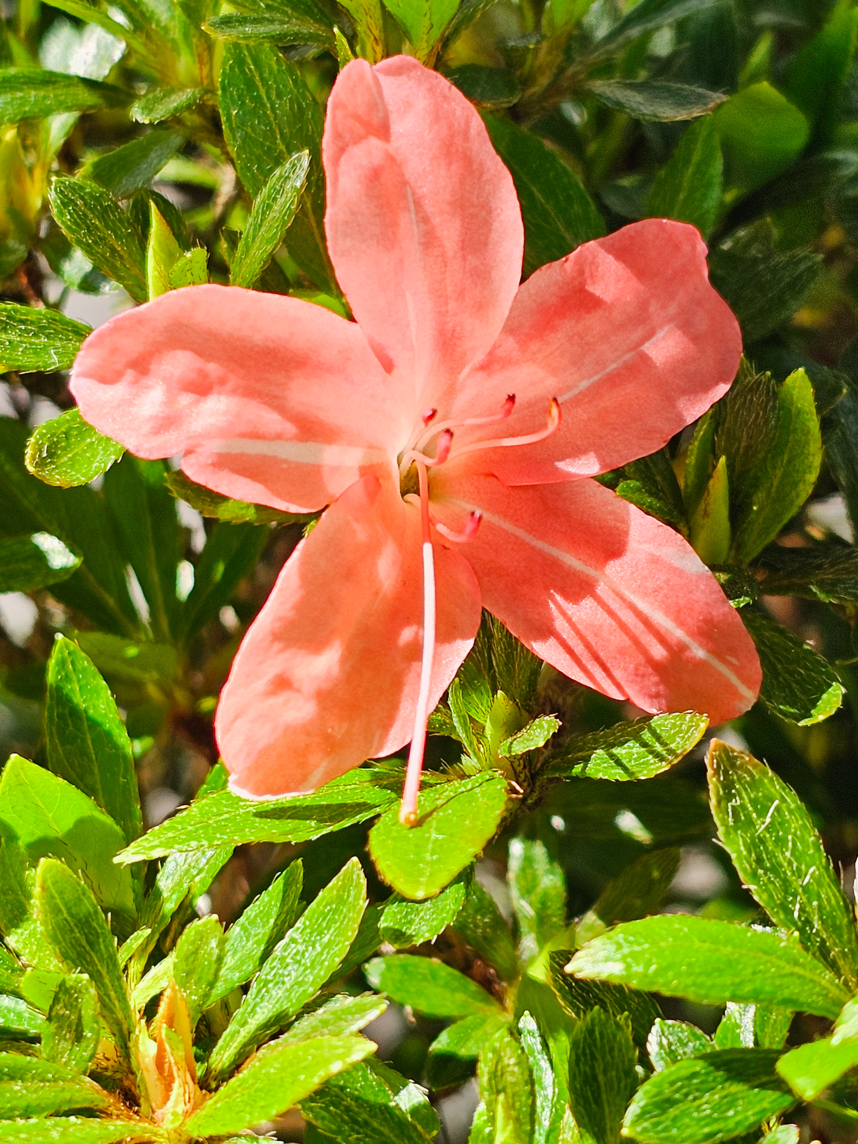 Bonsai Azalee Rhododendron indicum -Nissho no Hakari- 48cm Bonsai Azalee Rhododendron indicum -Nissho no Hakari- 48cm