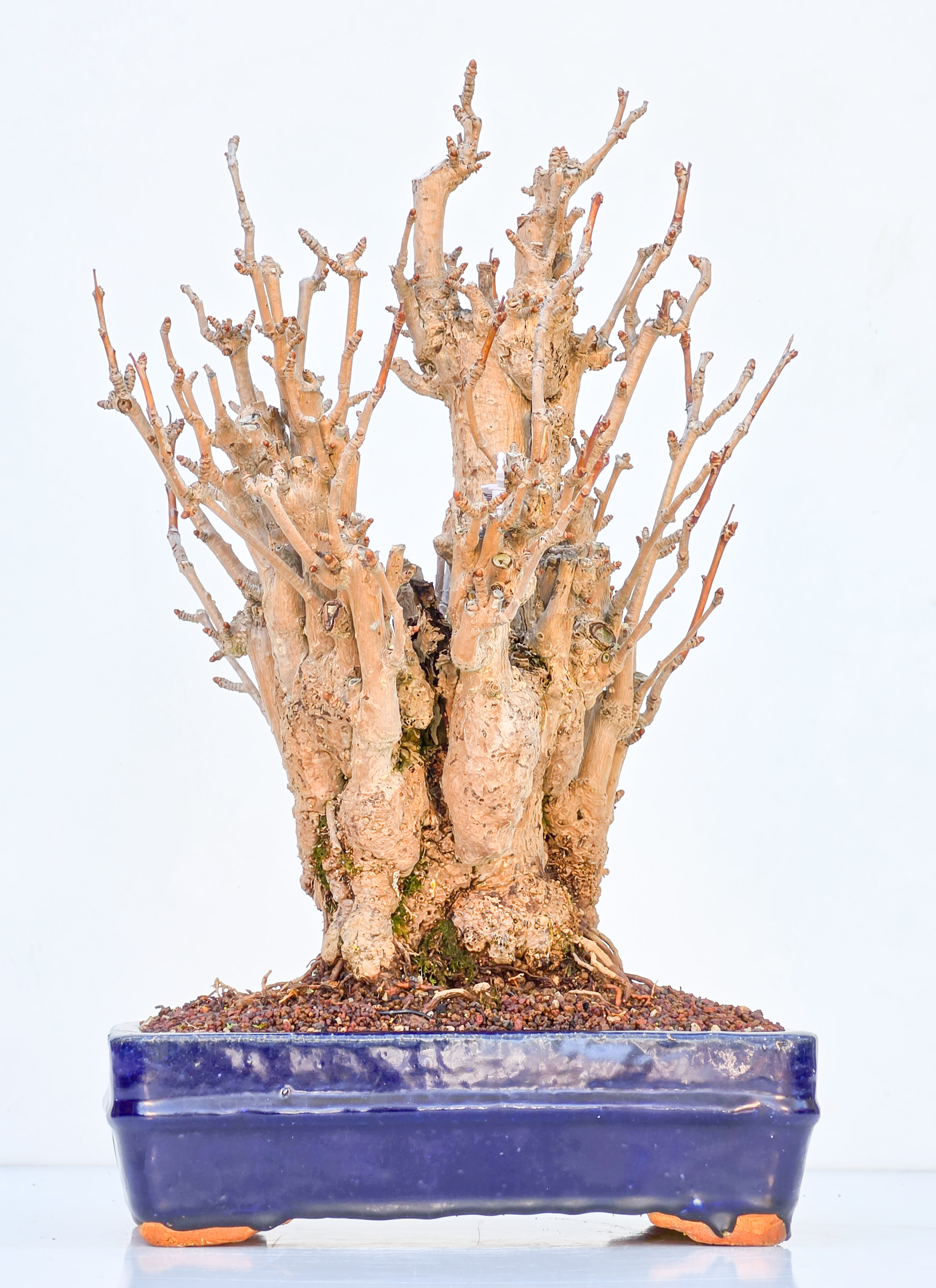 Bonsai Ginkgo biloba 35cm