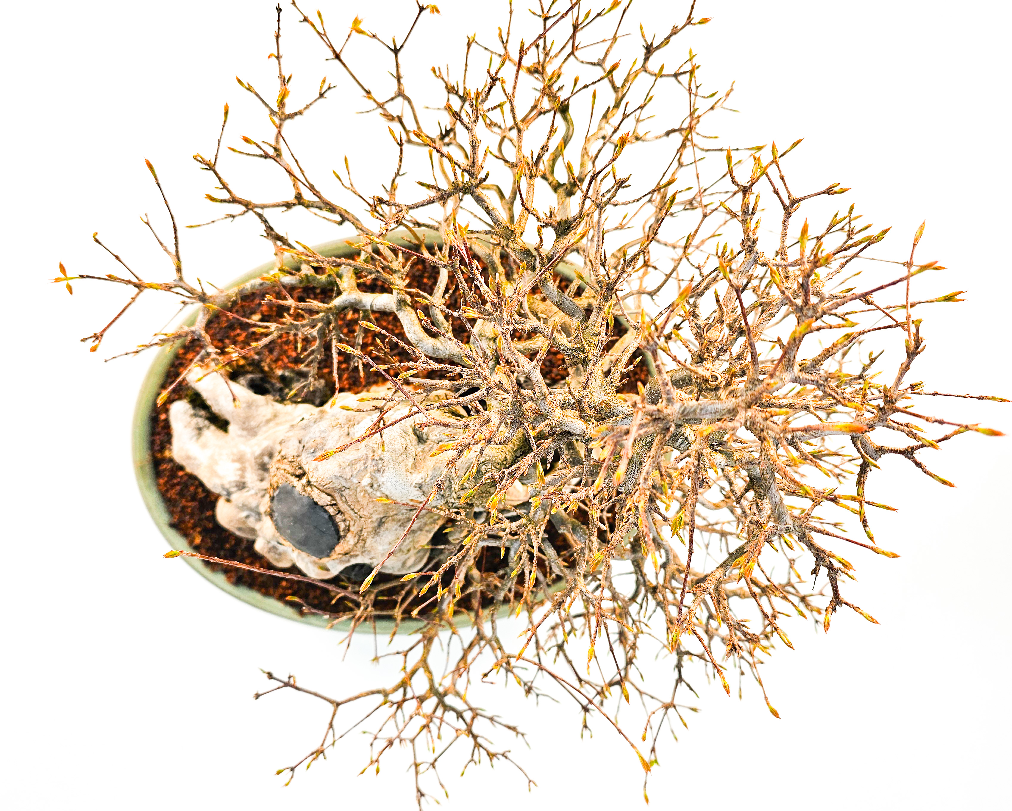 Bonsai Dreispitzahorn  - Acer buergerianum Ishizuki 37cm
