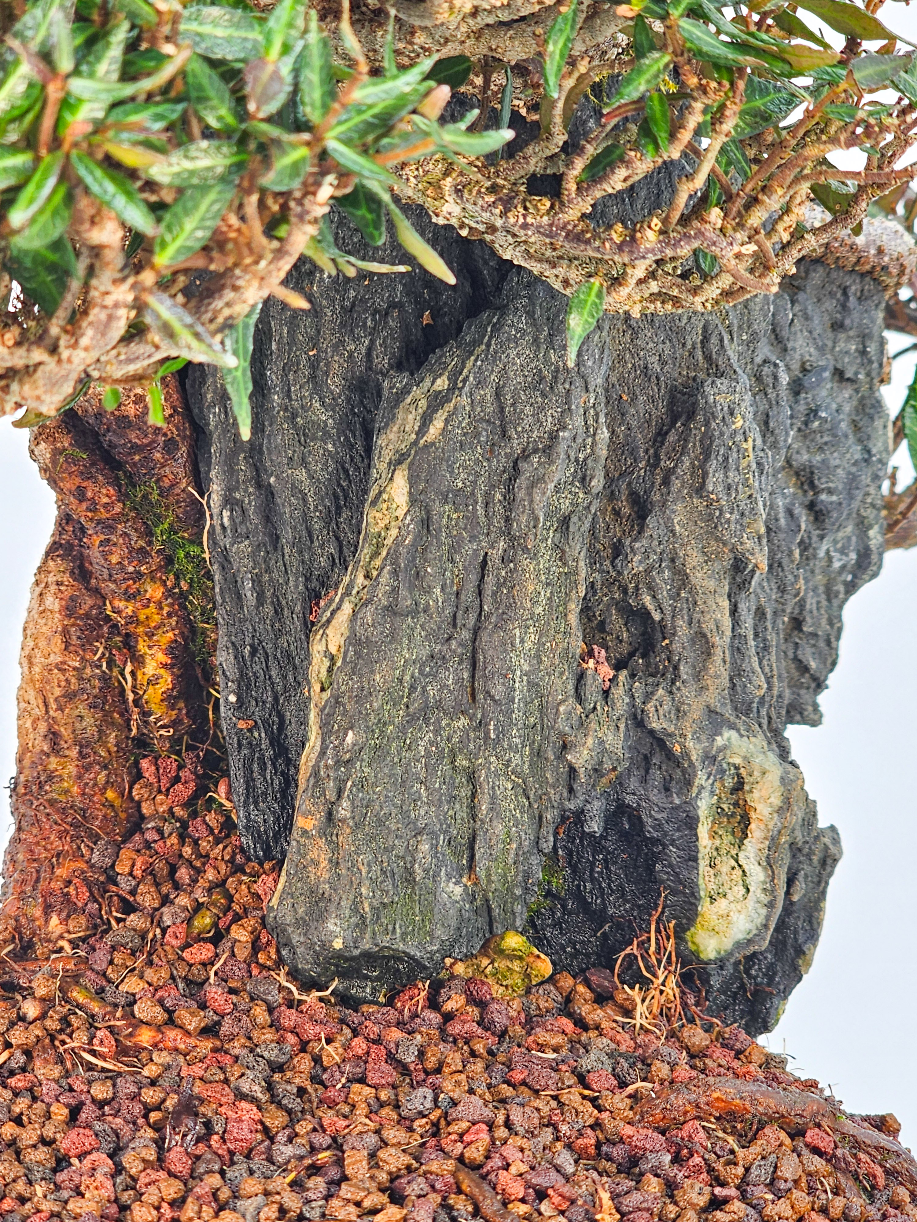Bonsai Premium Sternjasmin - Trachelospermum asiaticum Ishizuki 24,5cm  