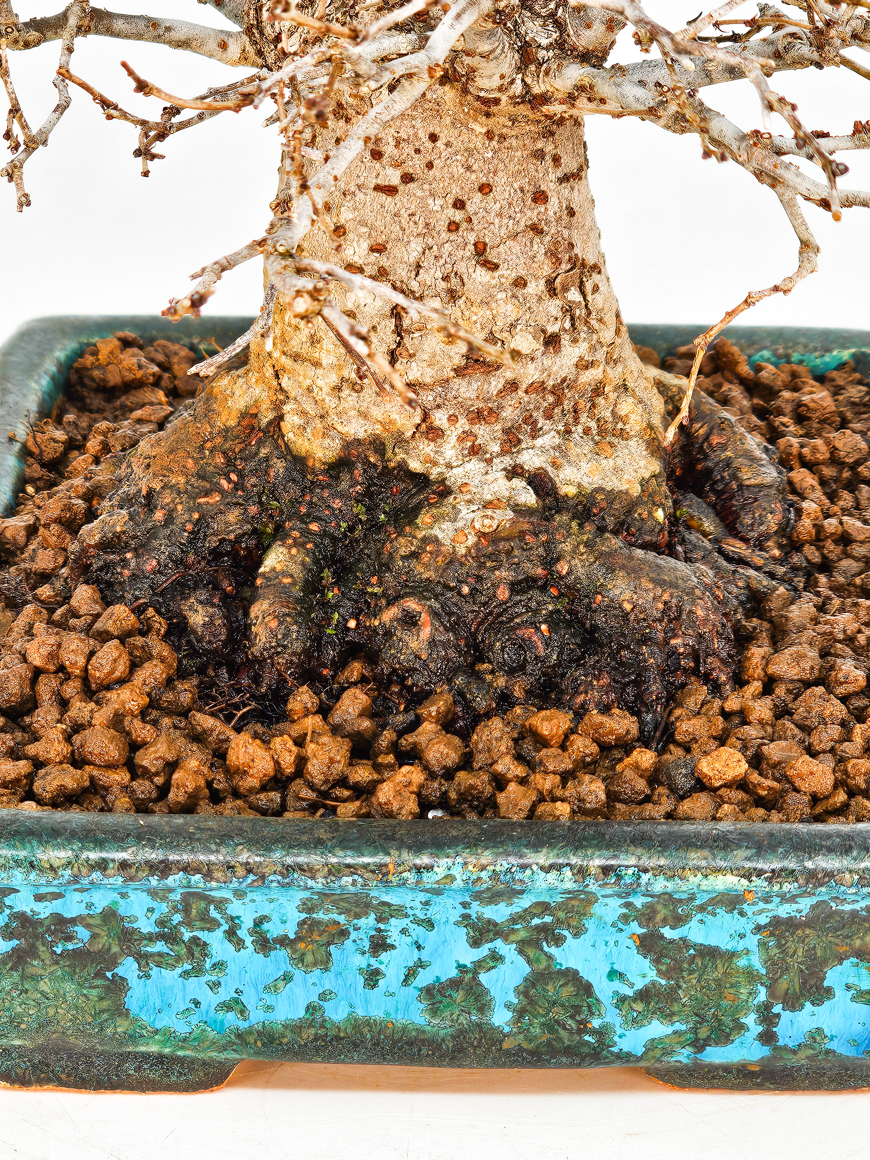 Bonsai Zelkova serrata Shohin 17cm - Video!! Bonsai Zelkova serrata Shohin 17cm - Video!!