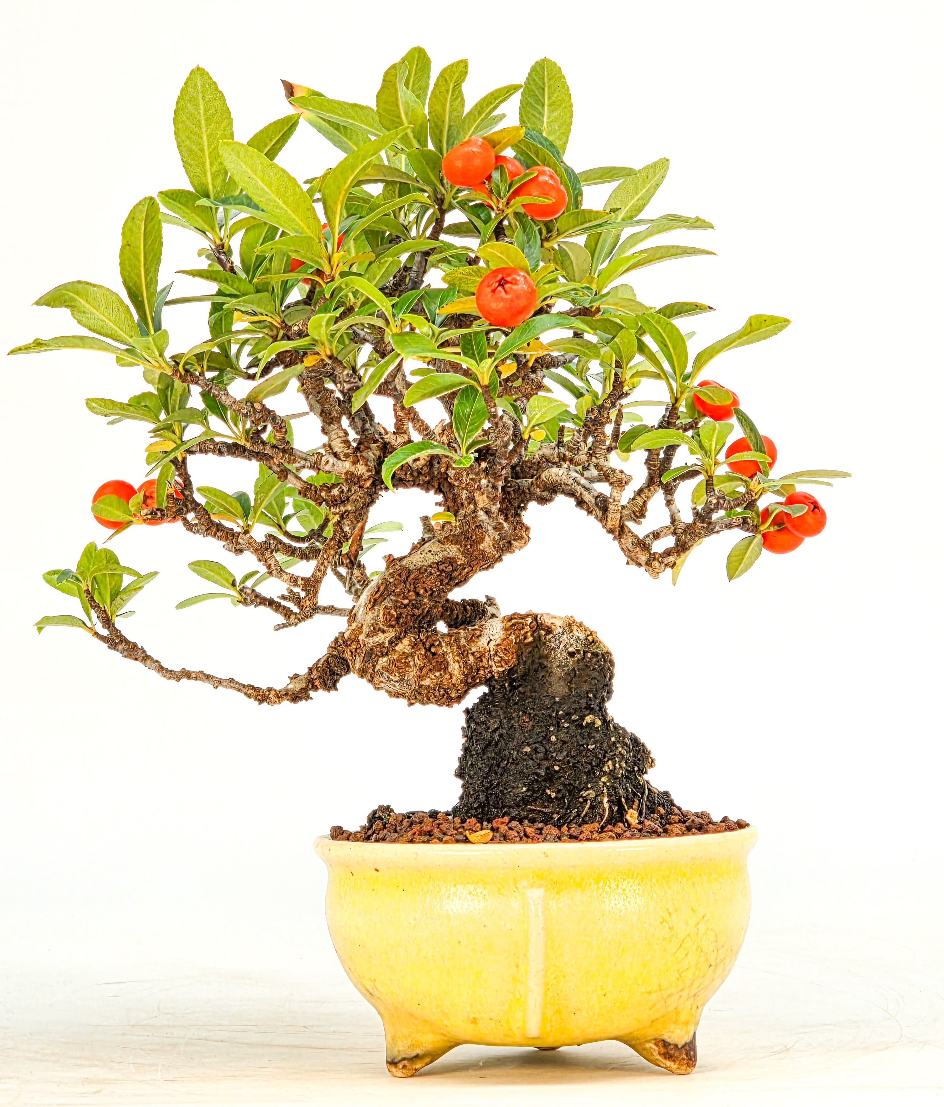 Bonsai Pyracantha - Feuerdorn Shohin 14cm