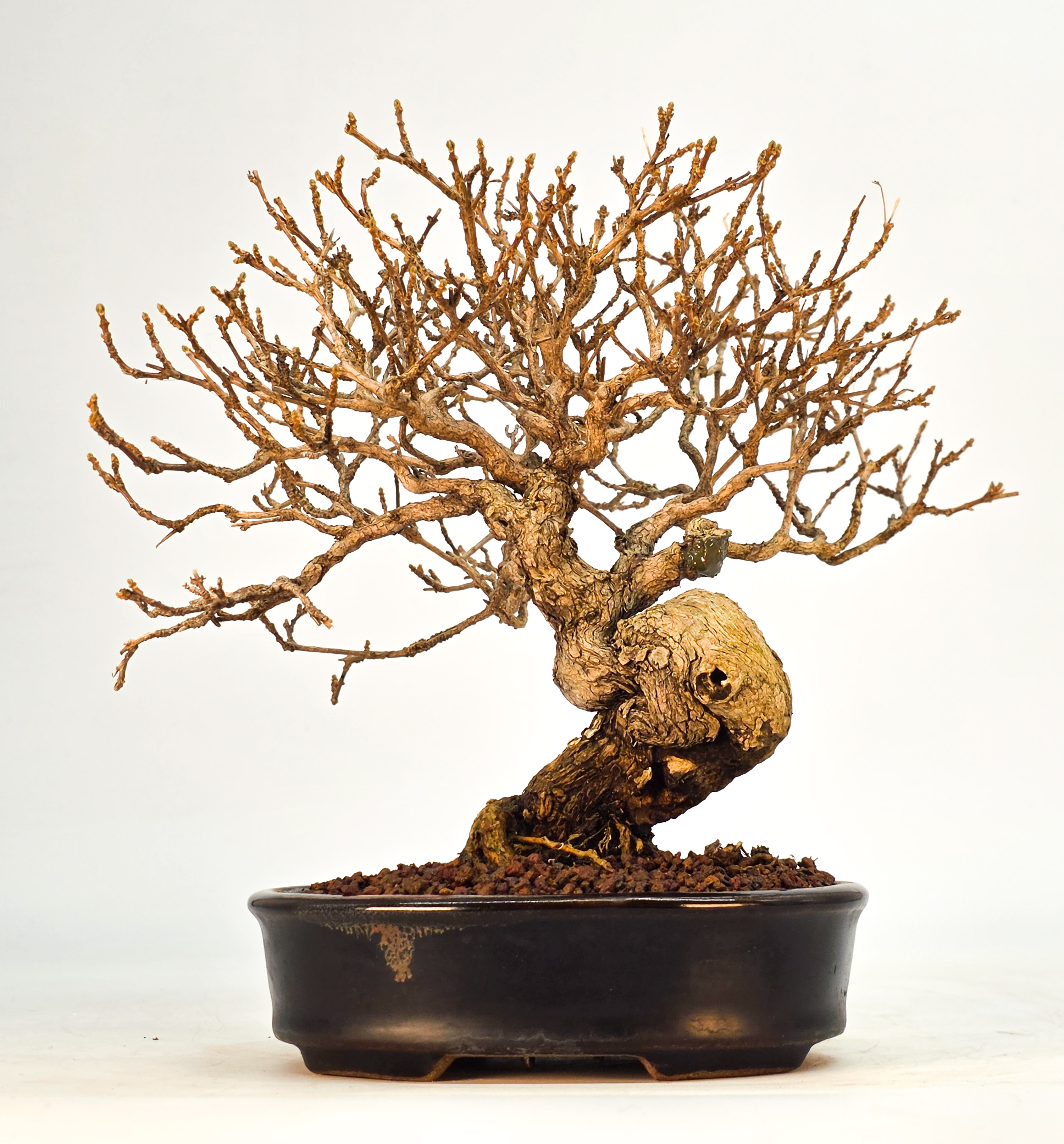 Bonsai Duftahorn - Premna japonica  Shohin 18cm