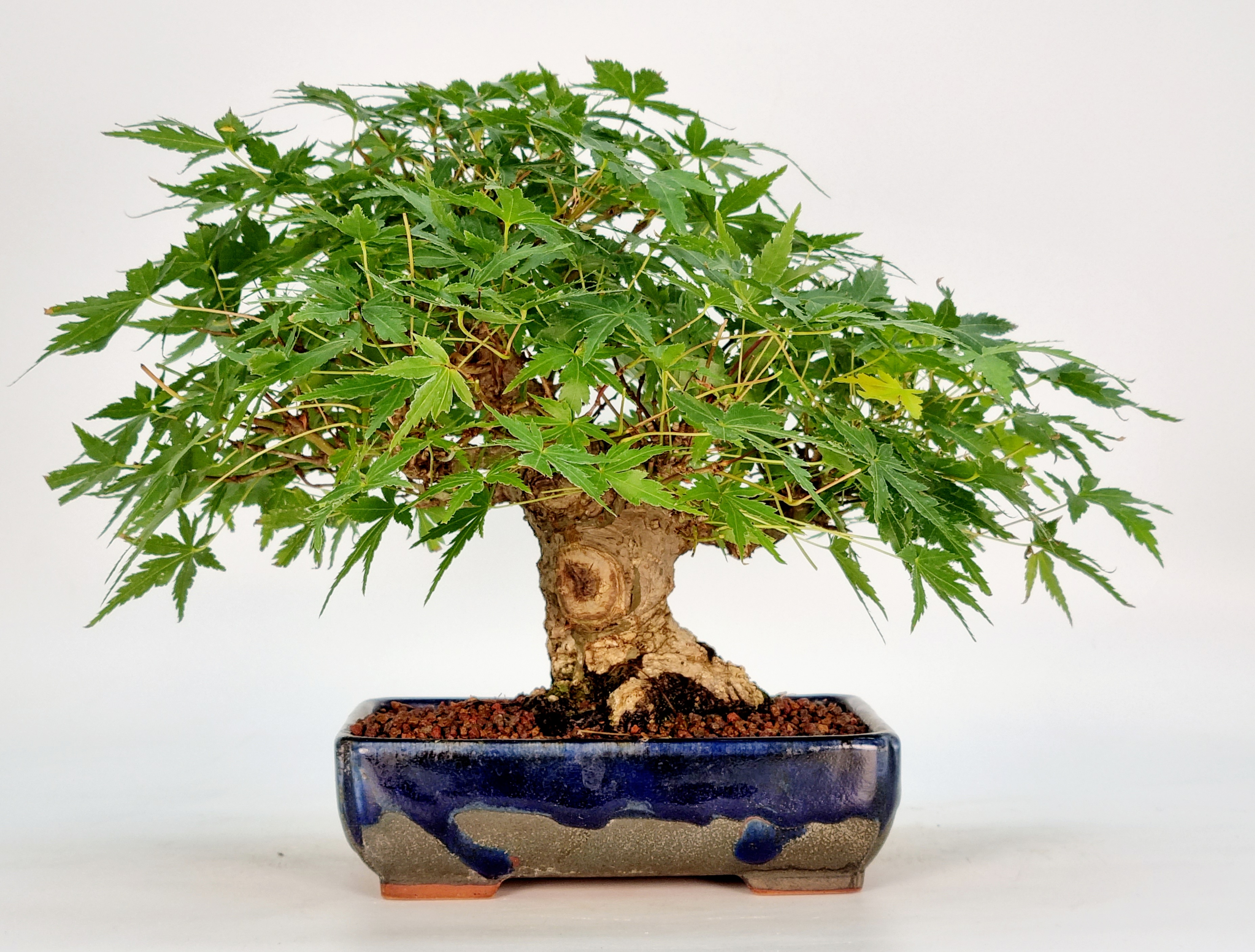 Bonsai Fächerahorn Acer Palmatum Yamamomiji Shohin 16cm Bonsai Fächerahorn Acer Palmatum Yamamomiji Shohin 16cm