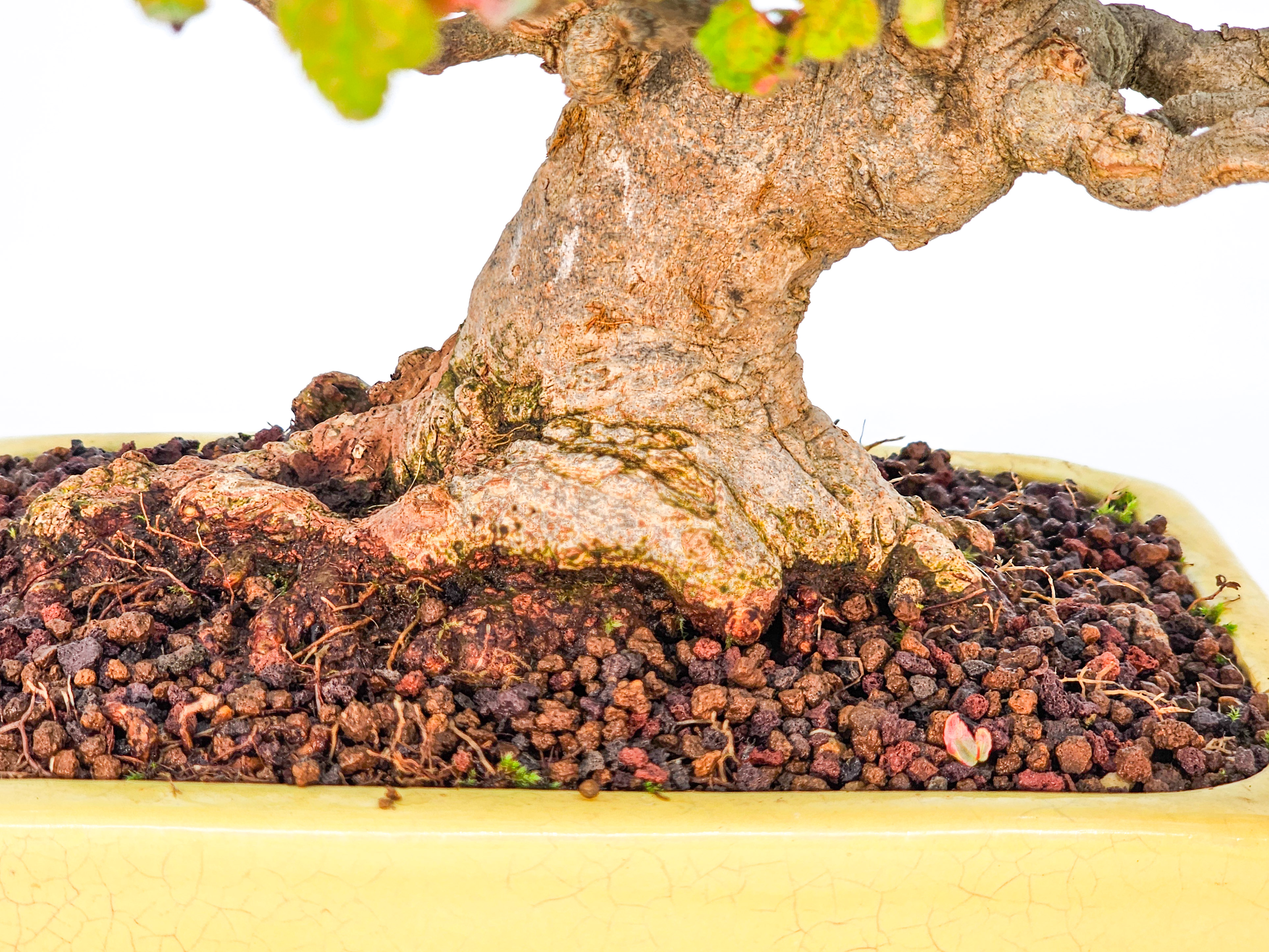 Bonsai Dreispitzahorn - Acer buergerianum 16cm