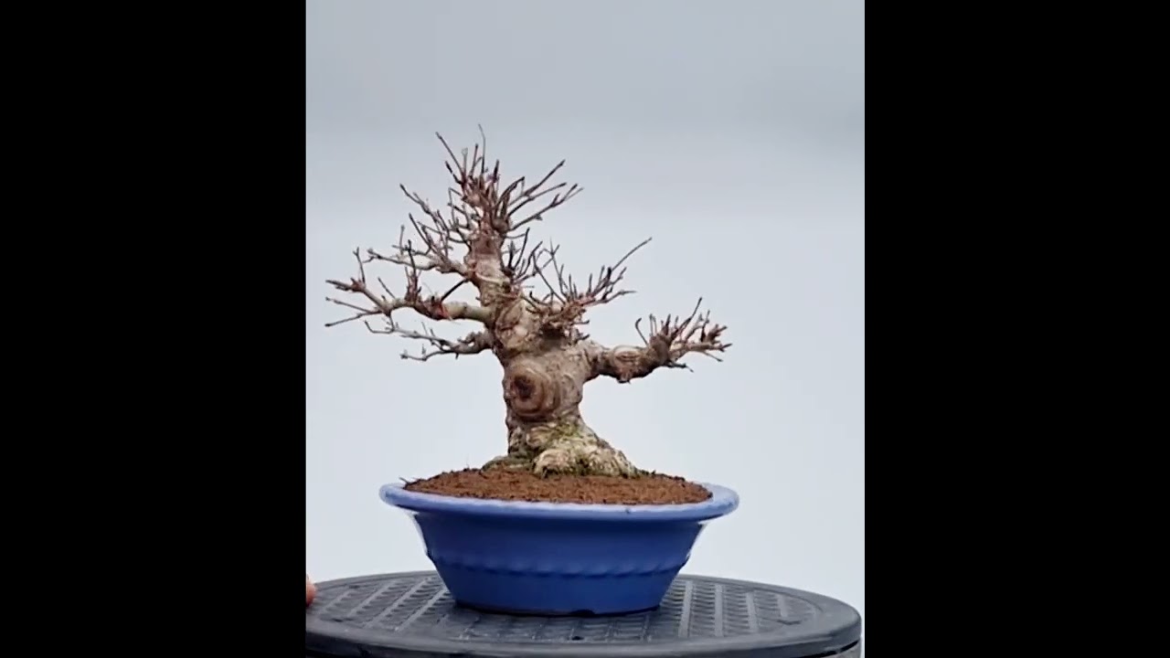 Bonsai Fächerahorn Acer Palmatum Yamamomiji Shohin 16cm Bonsai Fächerahorn Acer Palmatum Yamamomiji Shohin 16cm