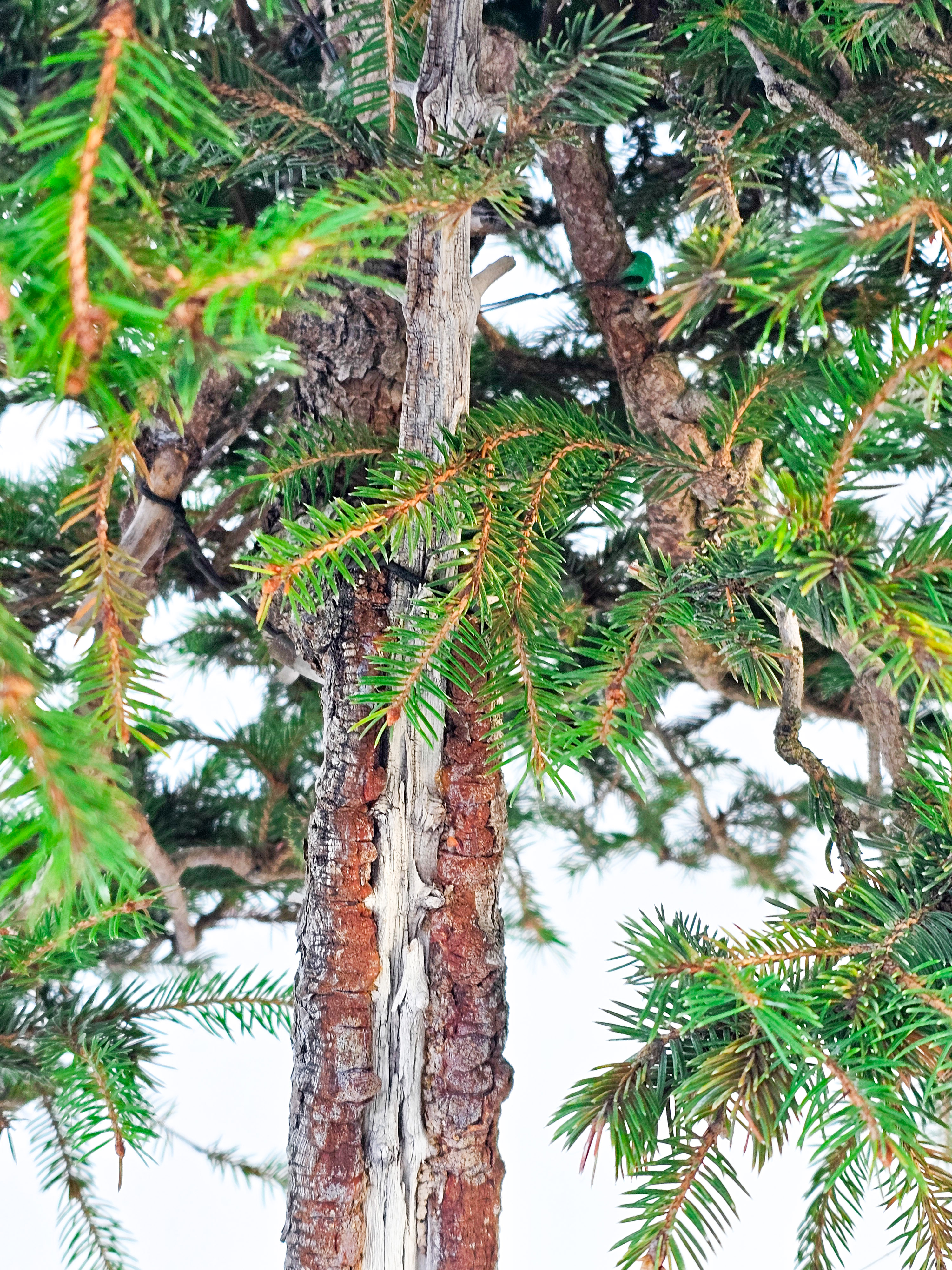 Bonsai Fichte - Picea 84cm Video!!