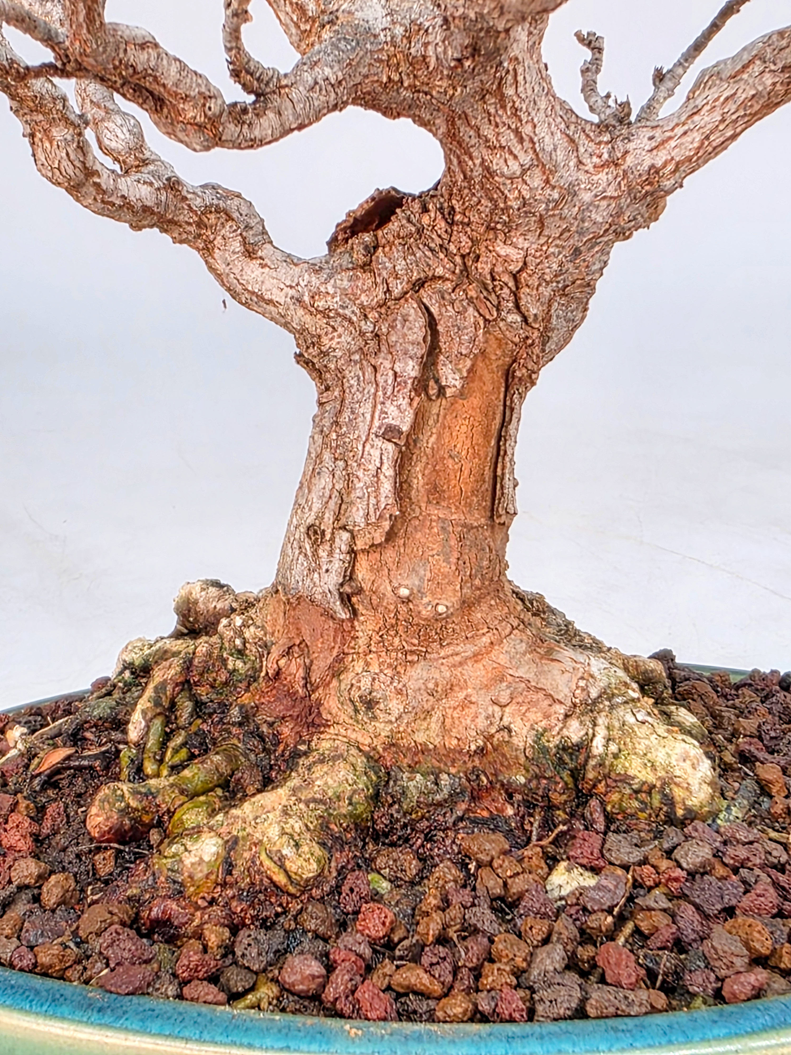 Bonsai Dreispitzahorn - Acer buergerianum 17cm