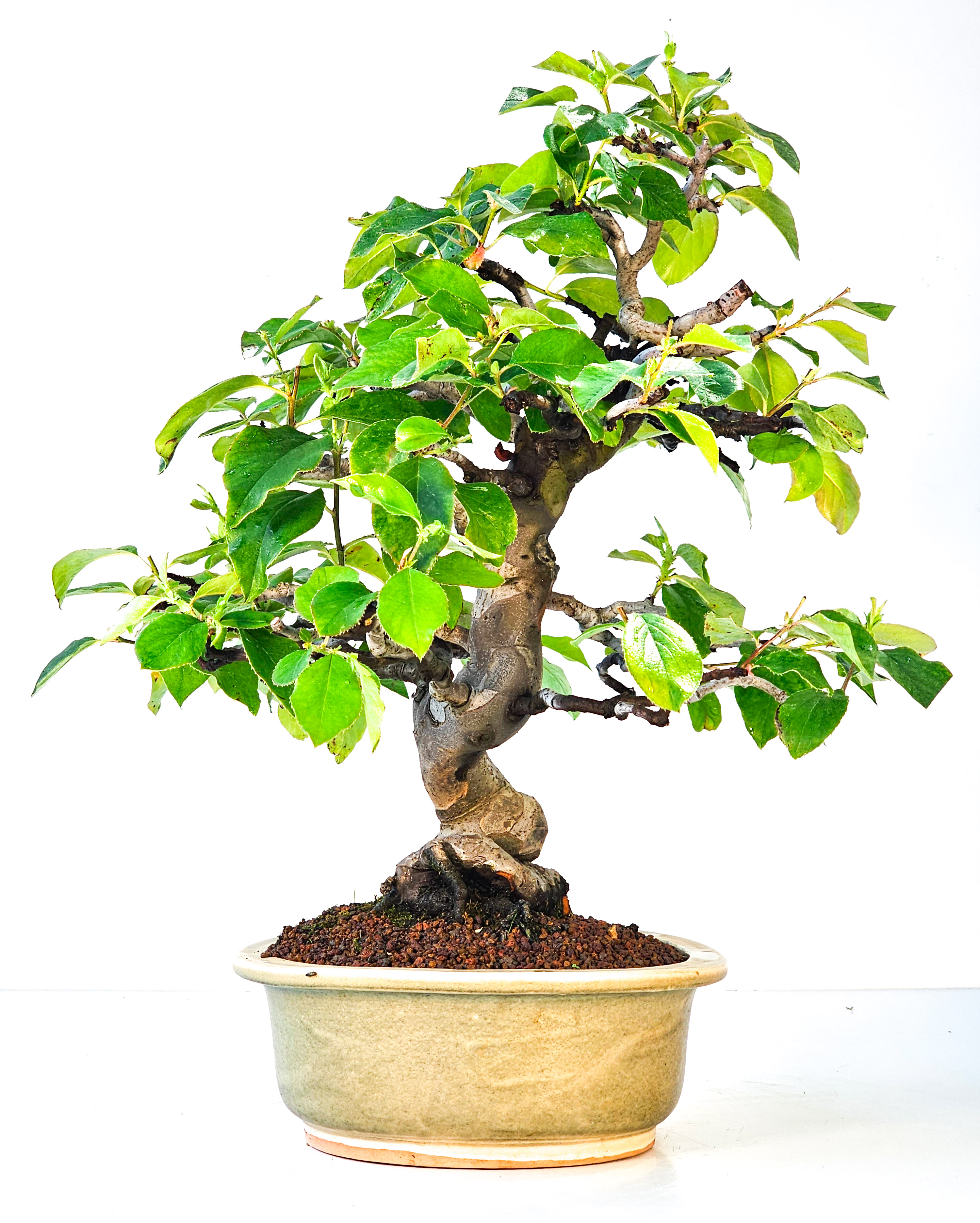 Bonsai Quitte - Pseudocydonia sinensis 39cm