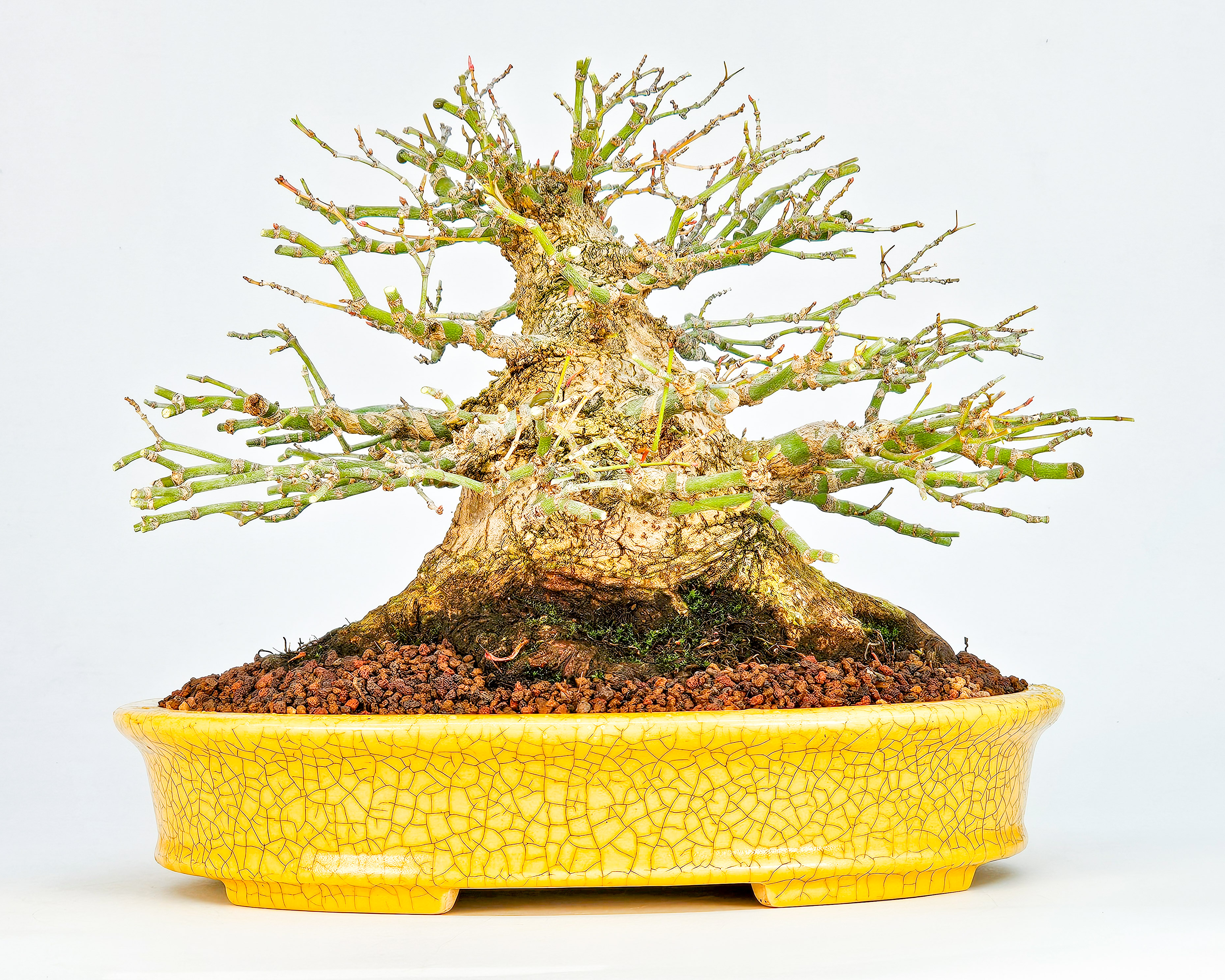 Bonsai Fächerahorn - Acer palmatum Shohin 21cm Video!! Bonsai Fächerahorn - Acer palmatum Shohin 21cm Video!!