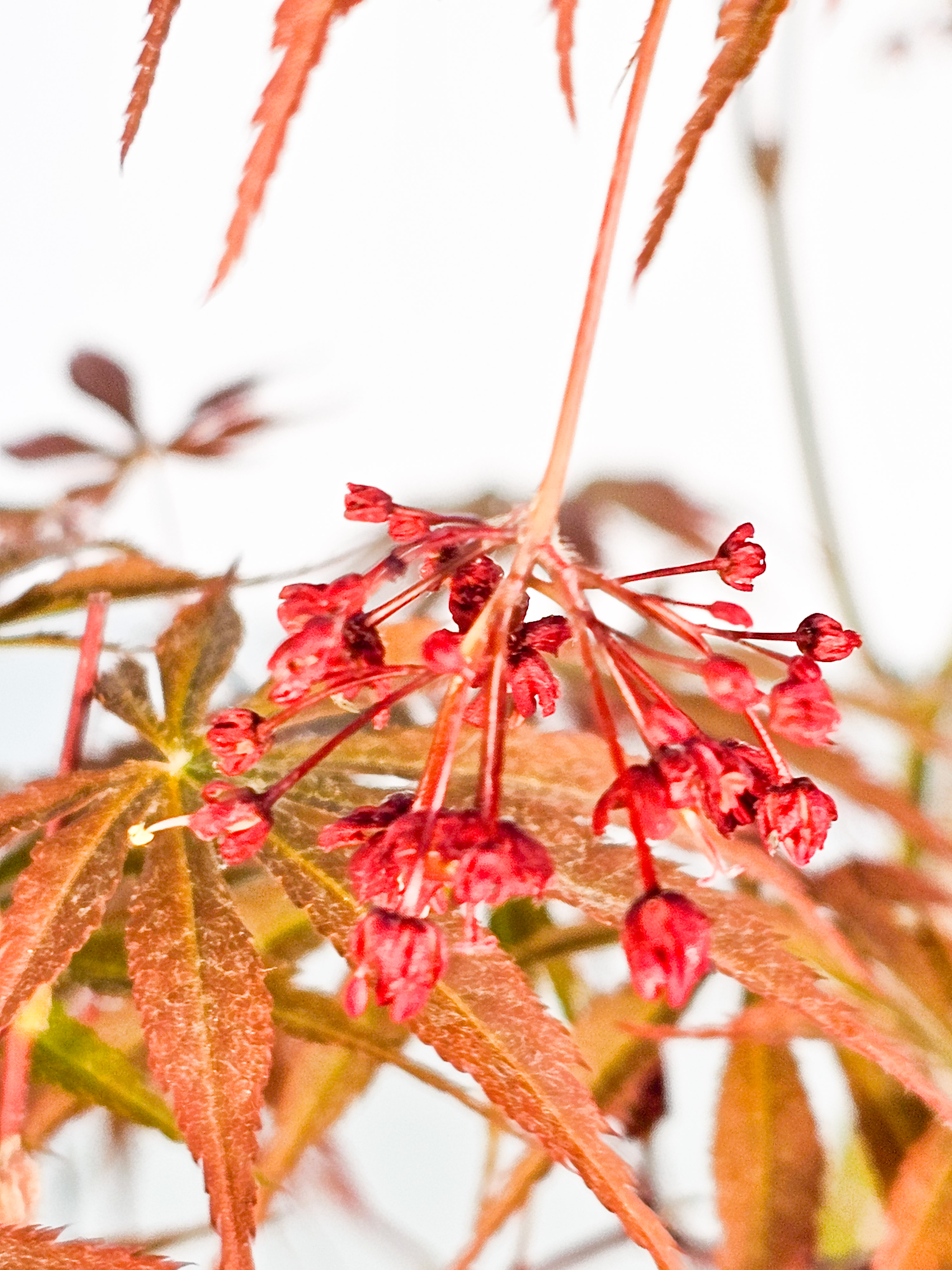 Bonsai Fächerahorn - Acer palmatum Tsuma beni 52cm 