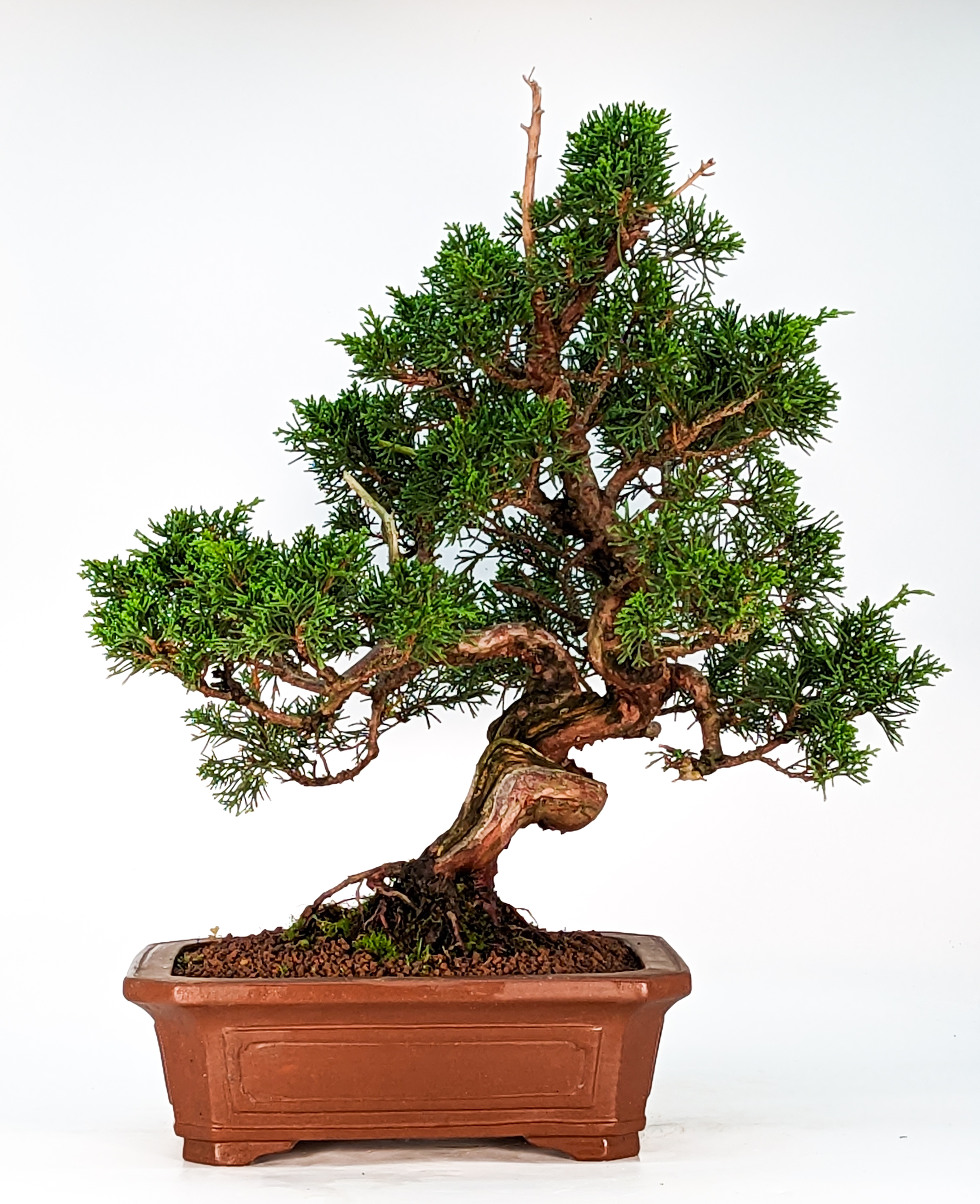 Bonsai Wacholder Juniperus chinensis 35cm