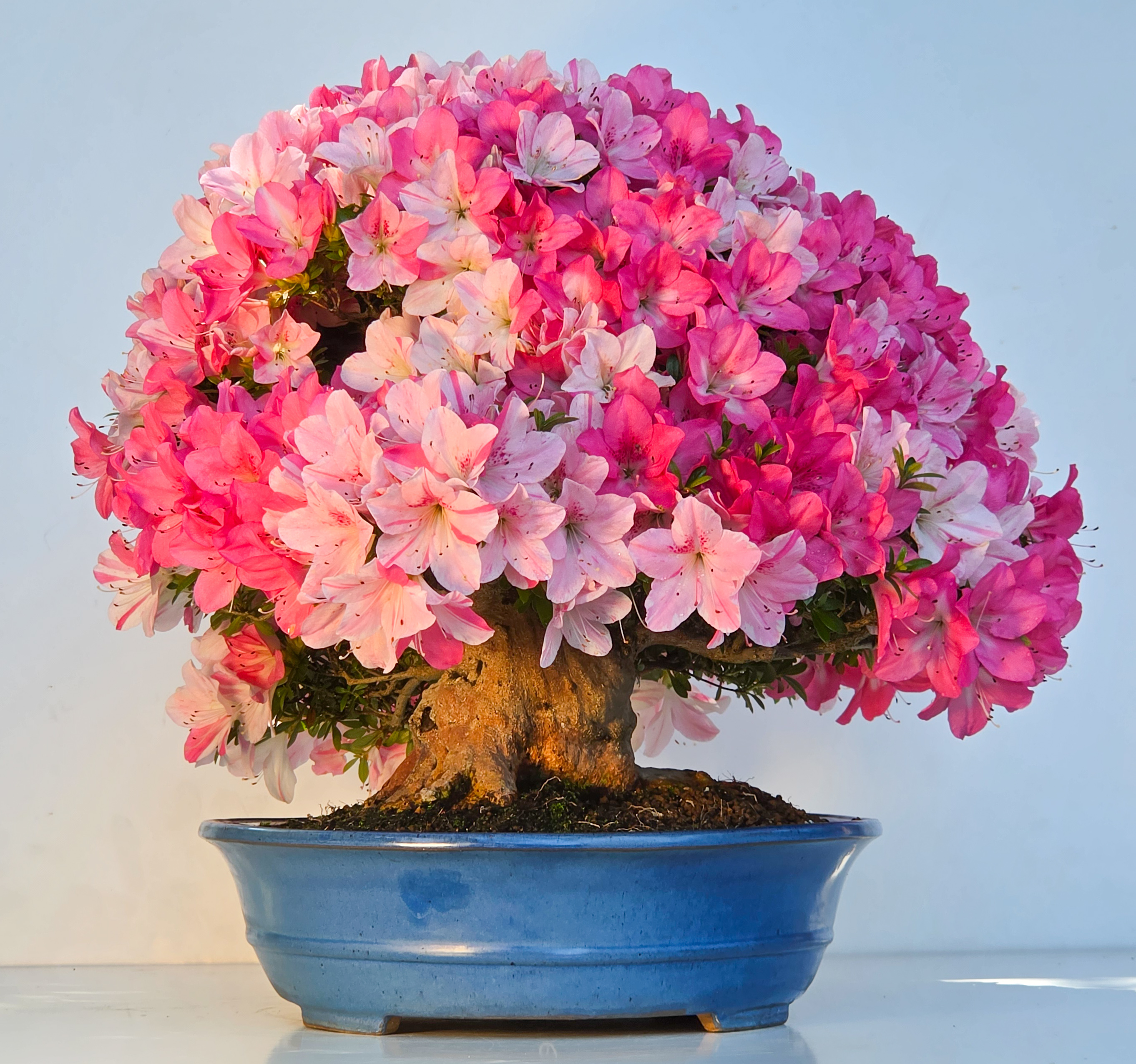 Bonsai Premium Azalee -  Rhododendron indicum Jyukou 40cm Video!!